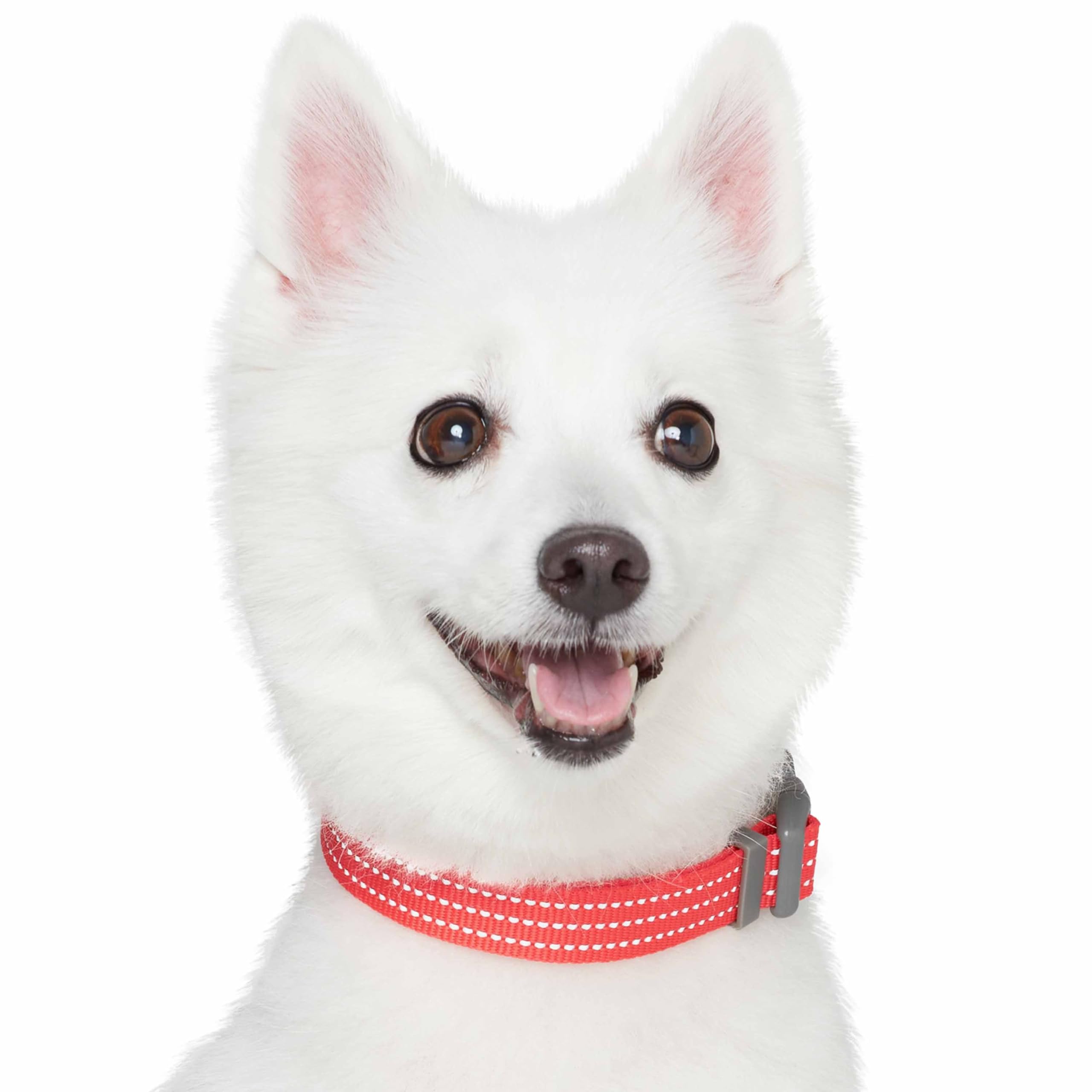 Blueberry Pet Essentials Matching Small Dog Collar | Adjustable Classic Solid Color Nylon Dog Collars For Small Dogs | Reflectiv