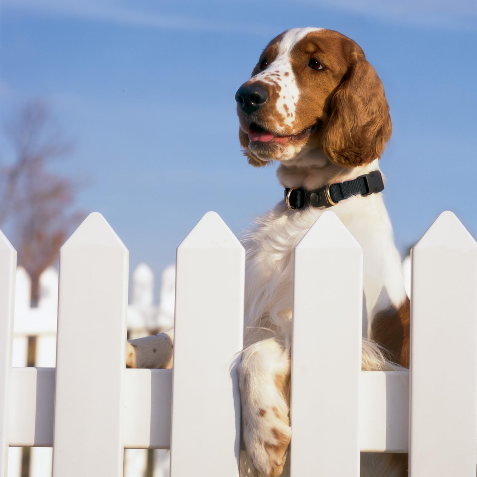 Petsafe Keepsafe Break-Away Collar, Prevent Collar Accidents For Your Dog Or Puppy, Improve Safety, Compatible With Leash Use, A