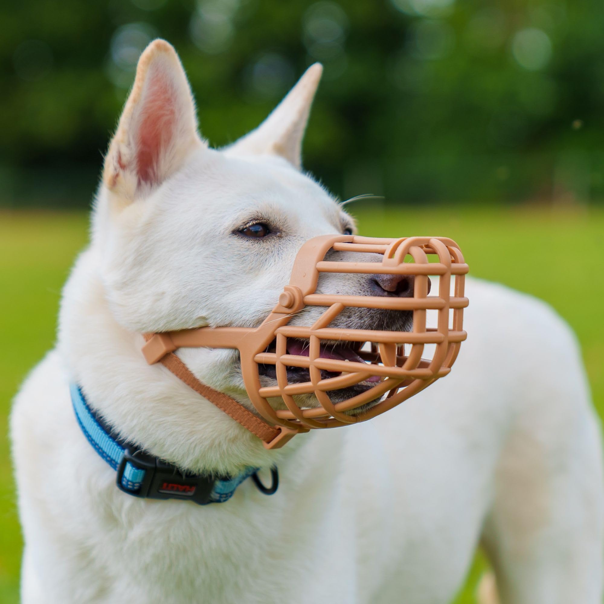 Baskerville Classic Basket Muzzle - Dog can Pant and Drink, Prevents Biting and Food Waste Scavenging, Strong TPR, Breathable Do