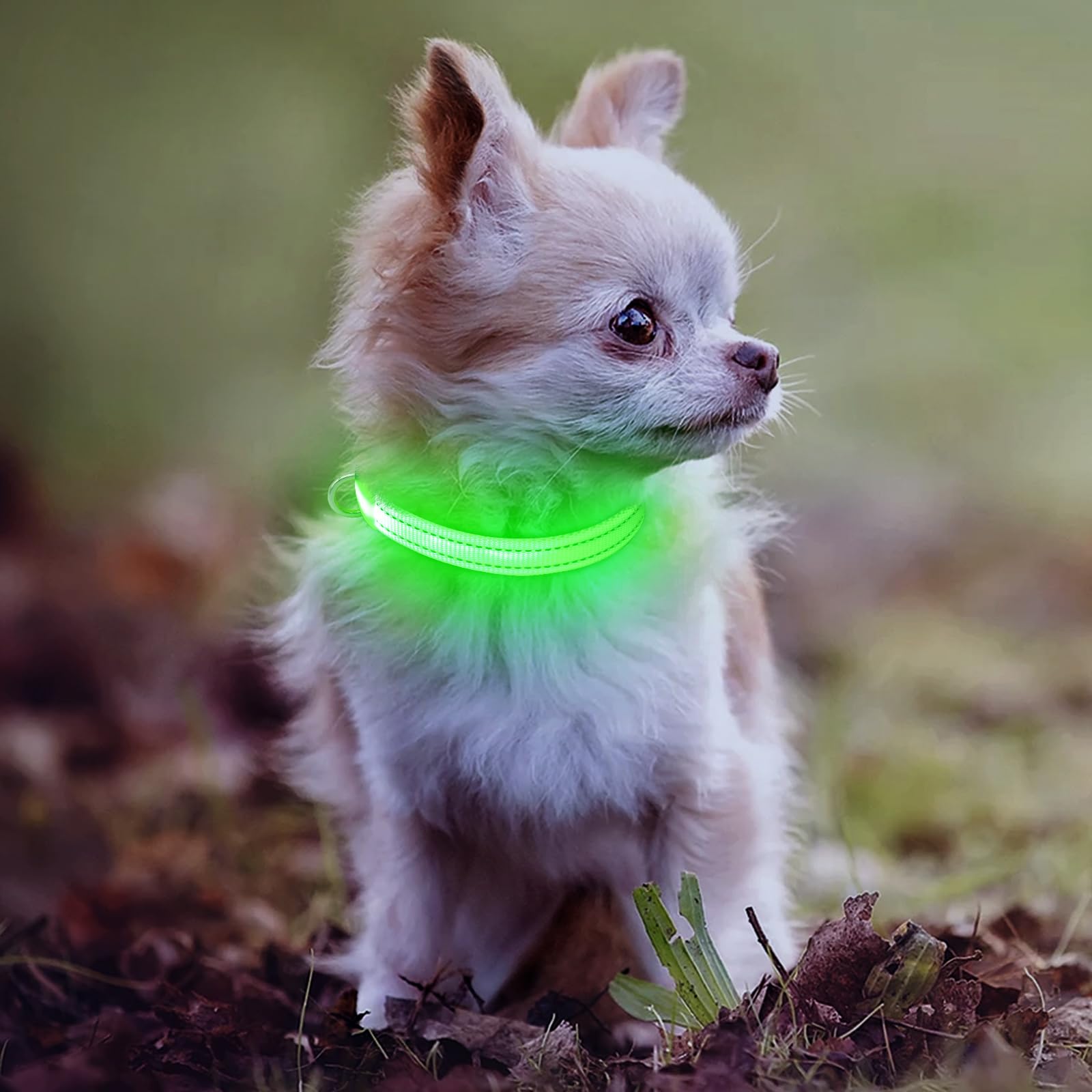 Light Up Dog Collar For Small Dogs - Reflective Led Dog Collar Rechargeable Puppy Collar Glow In The Dark Cat Collar Safety Dog