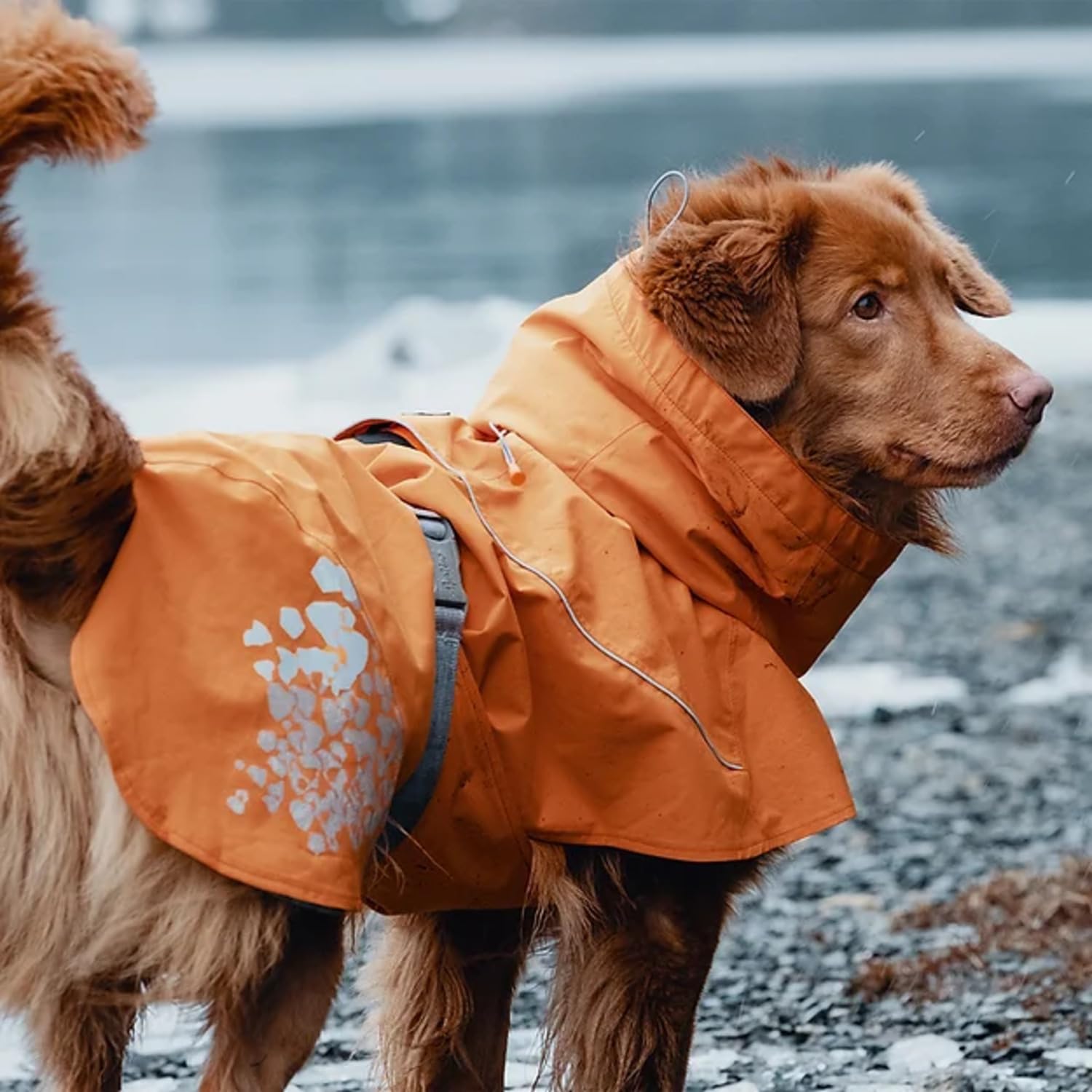 Hurtta Monsoon Coat, Dog Raincoat, Buckthorn, 26 In