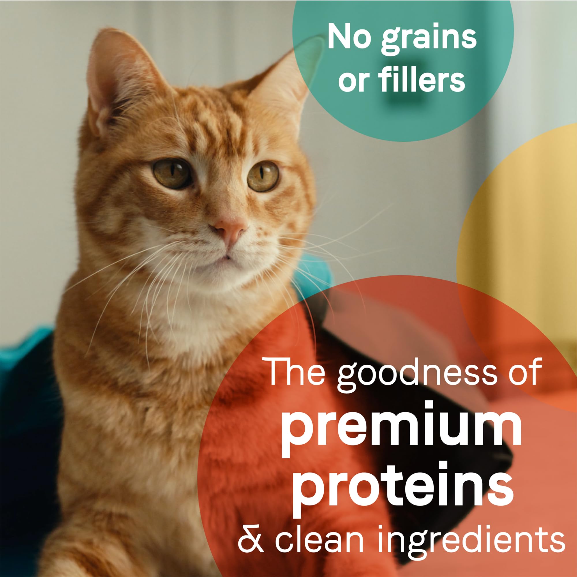Canidae Pure Adore Premium Wet Cat Food, Tuna, Chicken & Whitefish in Broth, 2.46 oz. (Pack of 24), Grain Free