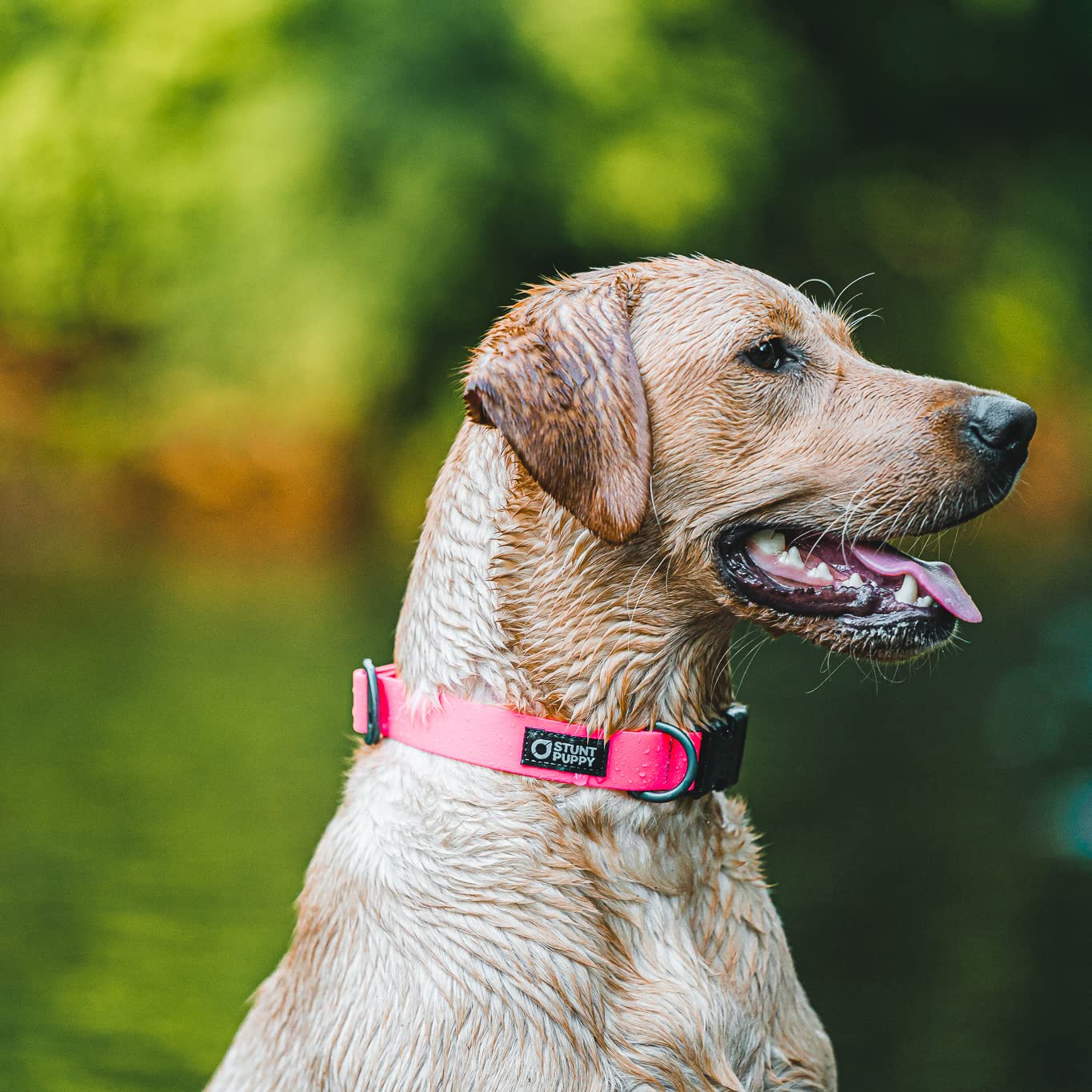 Stunt Puppy Dry Dog Collar, Pink