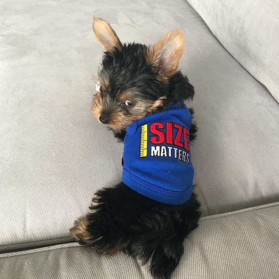 Parisian Pet Size Matters Dog T-Shirt, Xx-Small