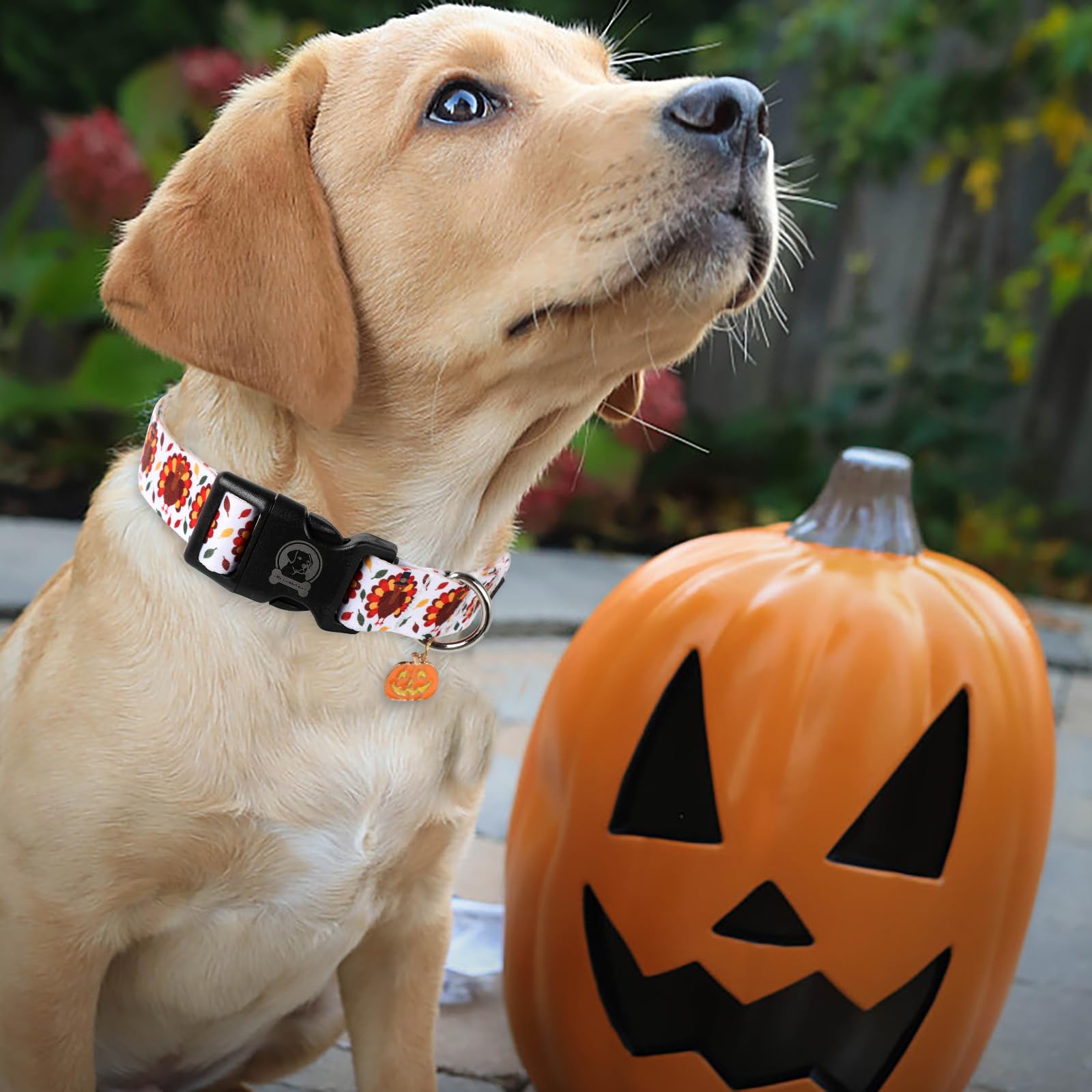 Thanksgiving Day Dog Collar Mr. Chubbyface Adjustable Turkey Pet Collar For Small Medium Large Dogs