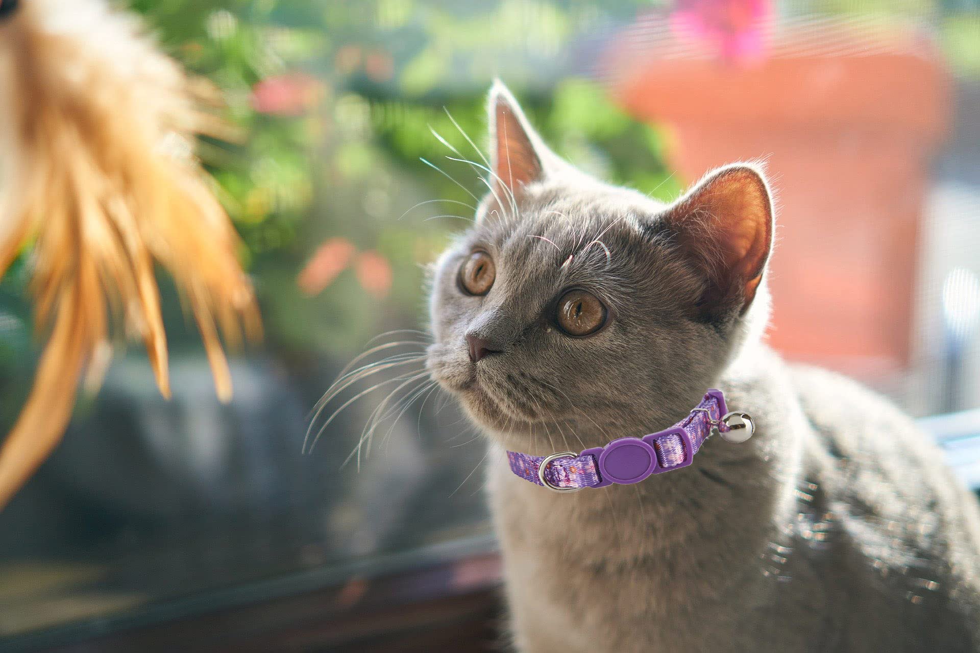 Ewinoom 2 Pack Floral Cat Collars Breakaway Kitten Collar With Bell Adjustable Cute Kitty Collar For Female Cats Pink Purple
