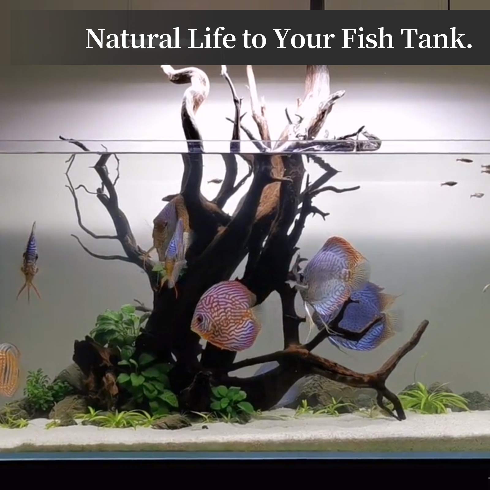 Majoywoo Natural Large Driftwood For Aquarium Decor Reptile Decor, Fewer Branches 12.5-18'' 2Pcs