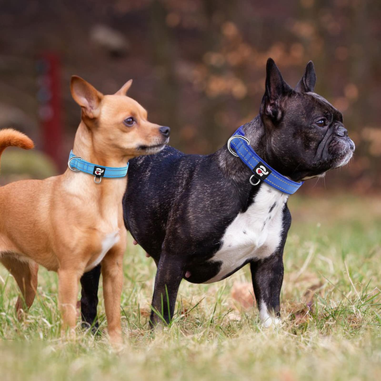 Azuza 2 Pack Neoprene Padded Dog Collar For Small Dogs, Reflective Dog Collar With Id Tag Ring, Adjustable Safe And Comfy Dog Co