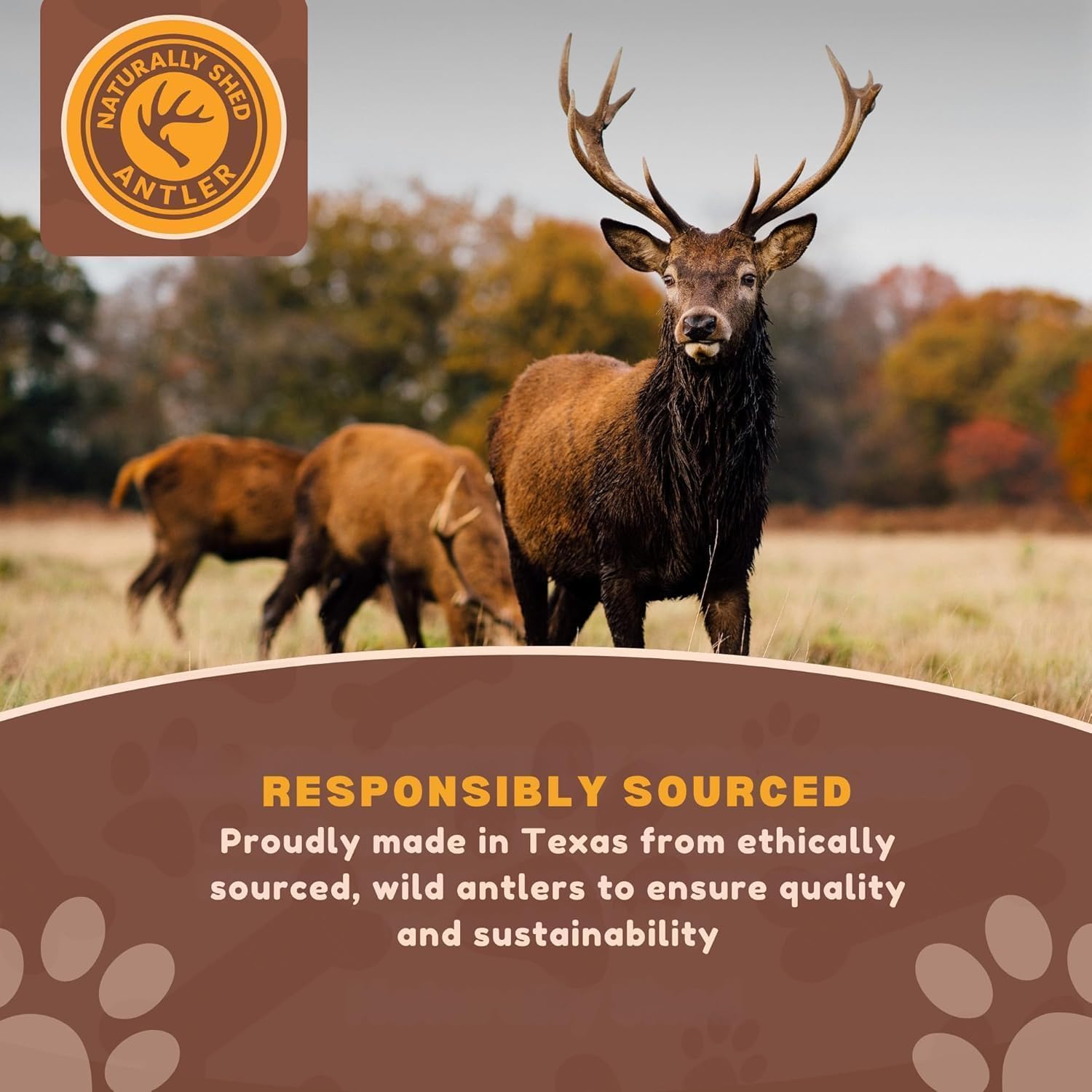 WhiteTail Naturals - Antlers for Small Dogs (10 Pack) Deer Antler Dog Chew Bones for Small Aggressive Chewers - Long Lasting Hor