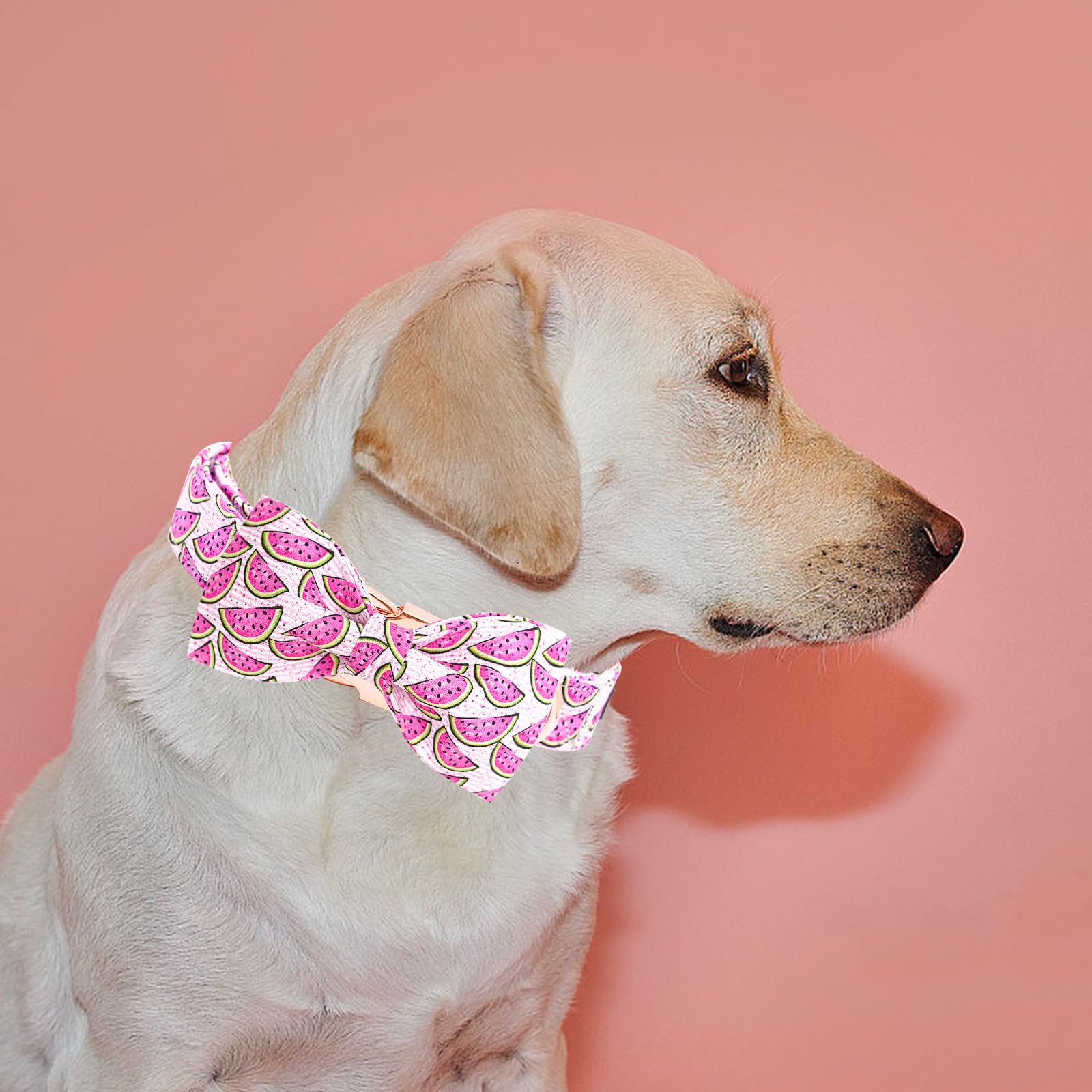 Elegant little tail Dog Collar, Watermelon Print Pet Collar Summer Dog Collar Durable Metal Buckle Dog Collars Cotton Pet Adjust