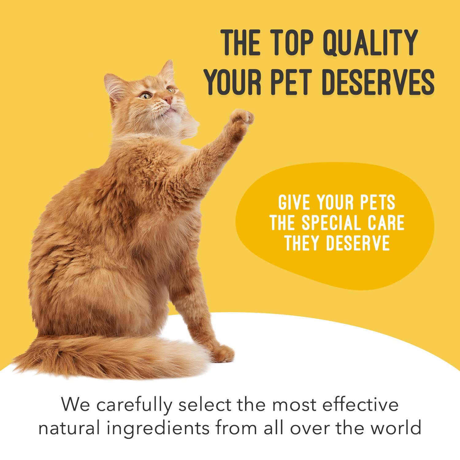 UroMAXX, Cat & Dog Urinary Tract Treatment, Bladder & Kidney Support for Dogs and Cats, Powerful Yet Gentle Pet Care, with Liqui