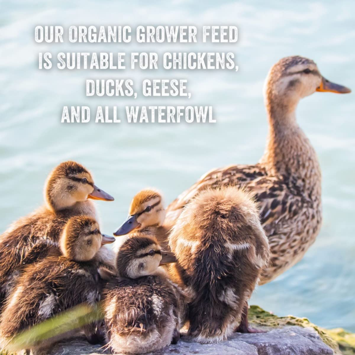 Scratch and Peck Feeds Whole Grain Grower Mash Chicken and Duck Feed - 40 lbs Bag - Corn-Free and Soy-Free - 17% Protein, Certif