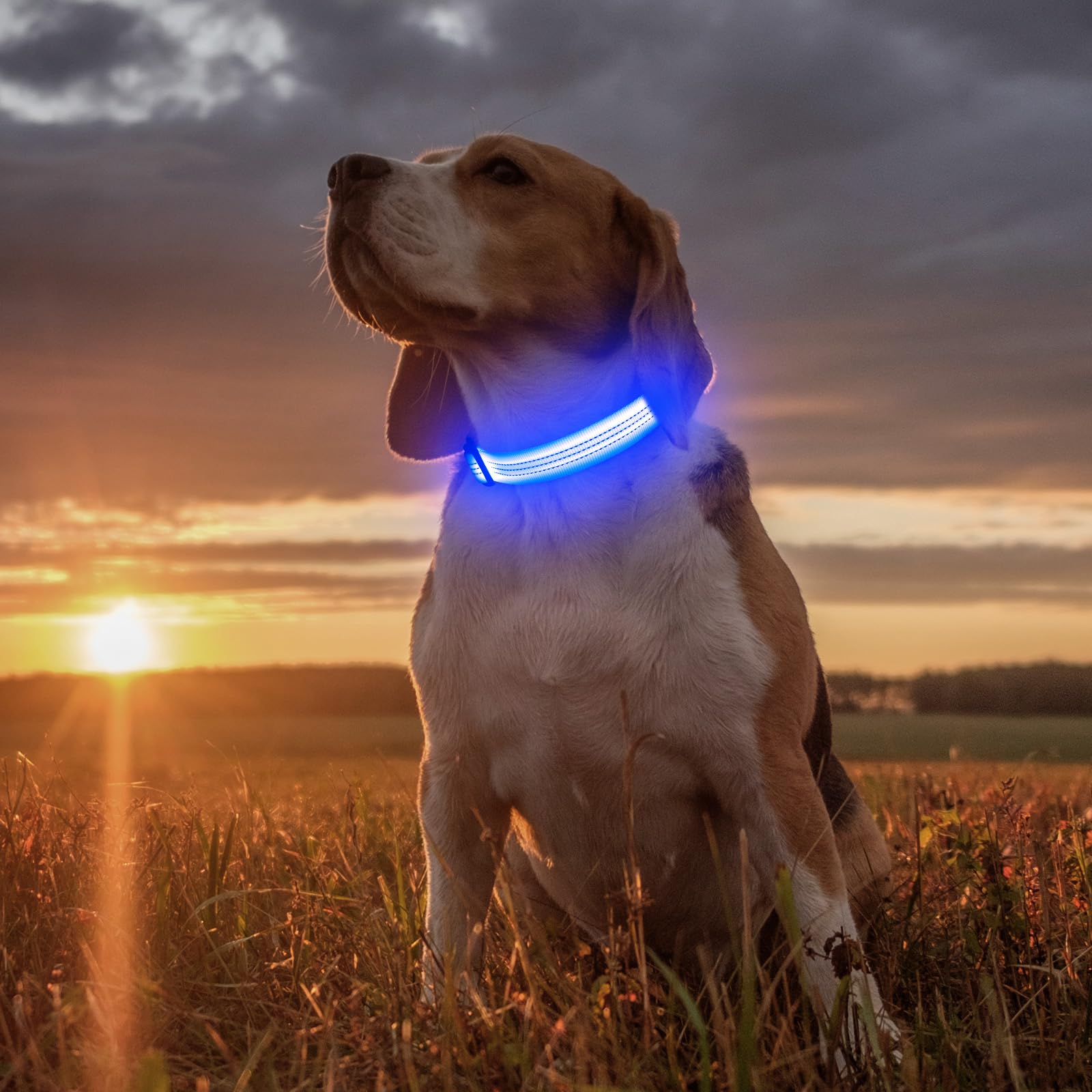 Illumifun Led Dog Collar - Usb Rechargeable Dog Light Up Collar, Reflective Pet Collar Light Glow In The Dark (Blue?, Medium)