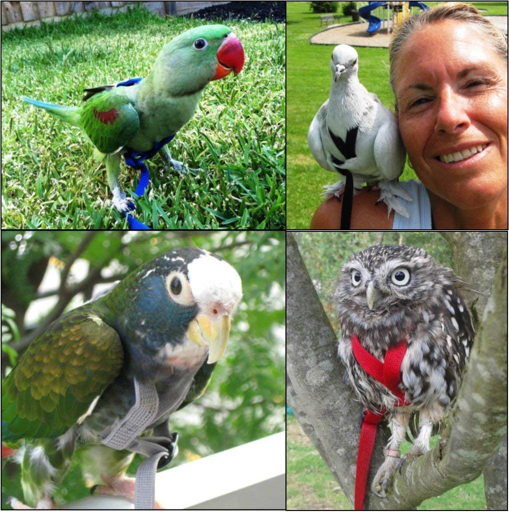 The AVIATOR Pet Bird Harness and Leash: Small Pink