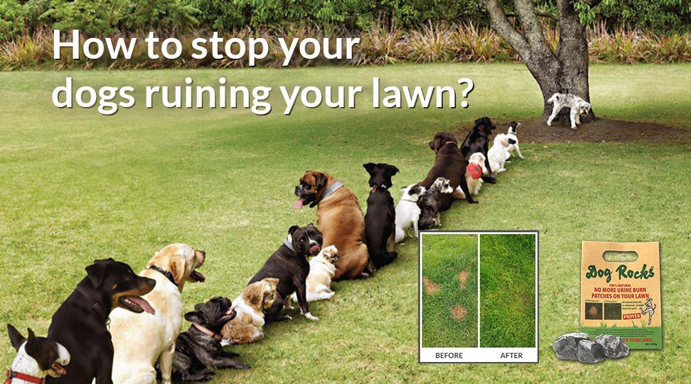 Dog Rocks For Urine Burning Grass - 200G Each - Natural Pet Rock To Help Maintain Green Lawn - Grass Savers For Dog Urine - 6 Mo