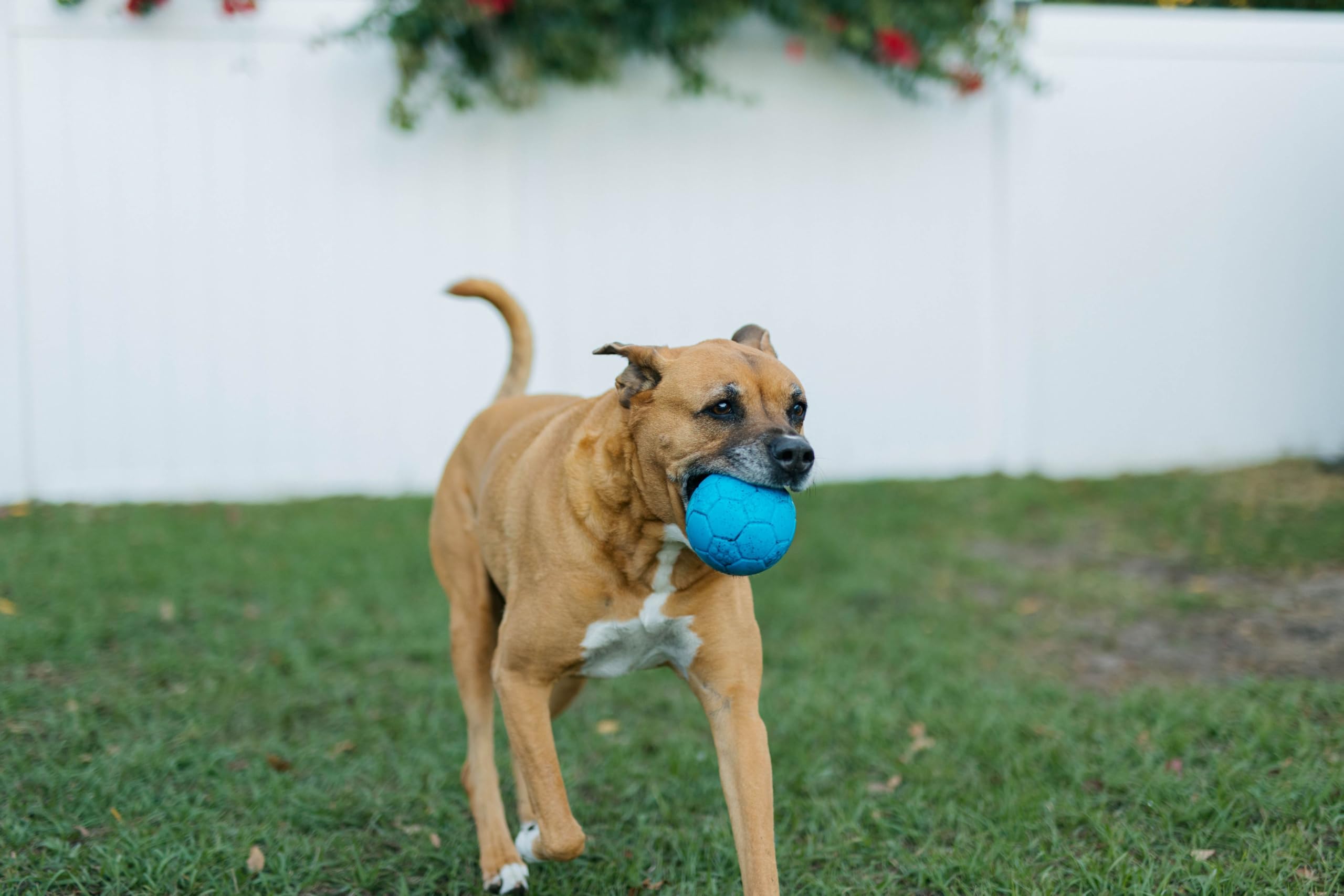 Jolly Pets Mini Jolly Soccer Ball; Floating-Bouncing Dog Toy; 4'' Orange