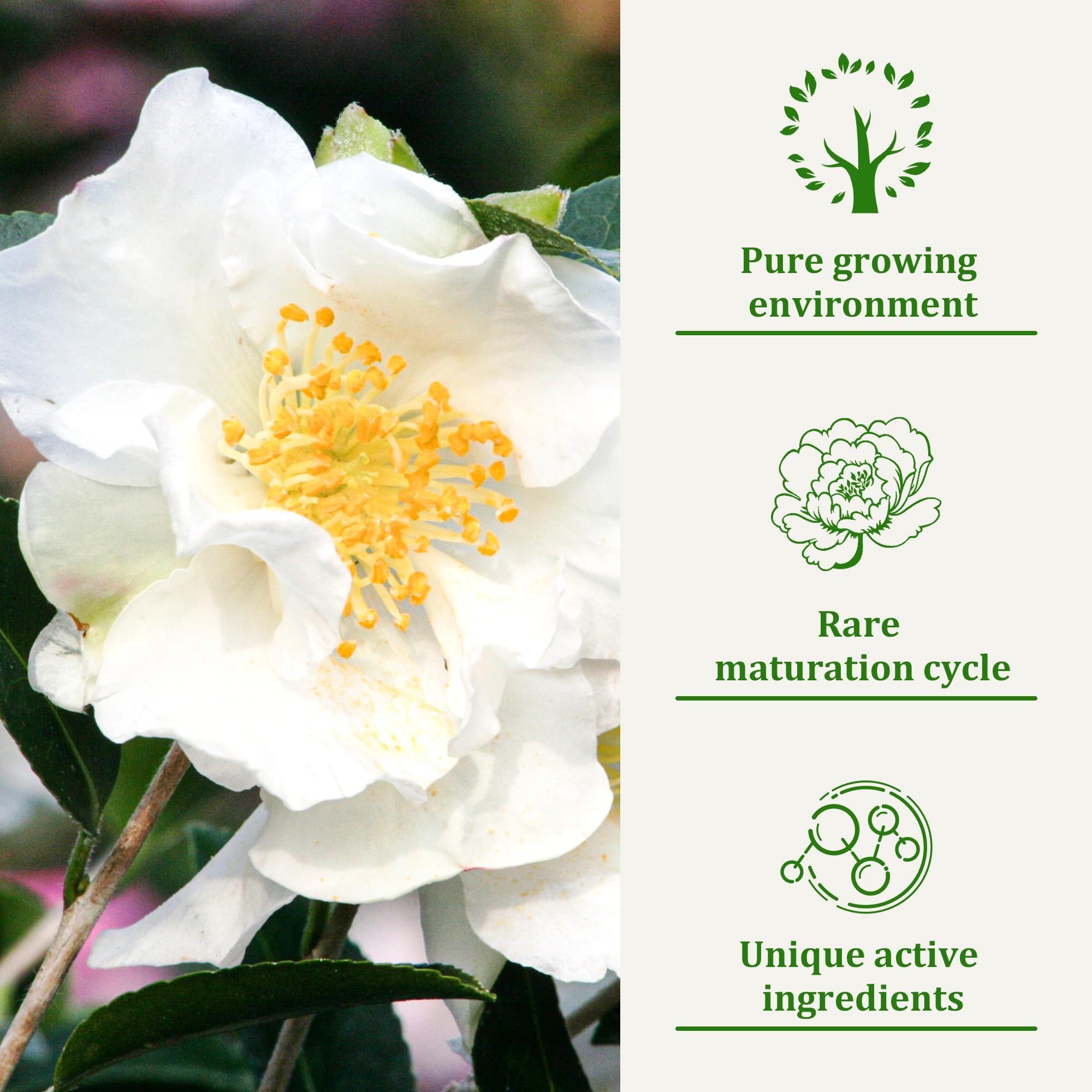 Yukob Dog Shampoo For Allergies & Itching -Natural Camellia Oil Pet Shampoo For Sensitive Skin, Deshedding, Smooth Coat For Smel