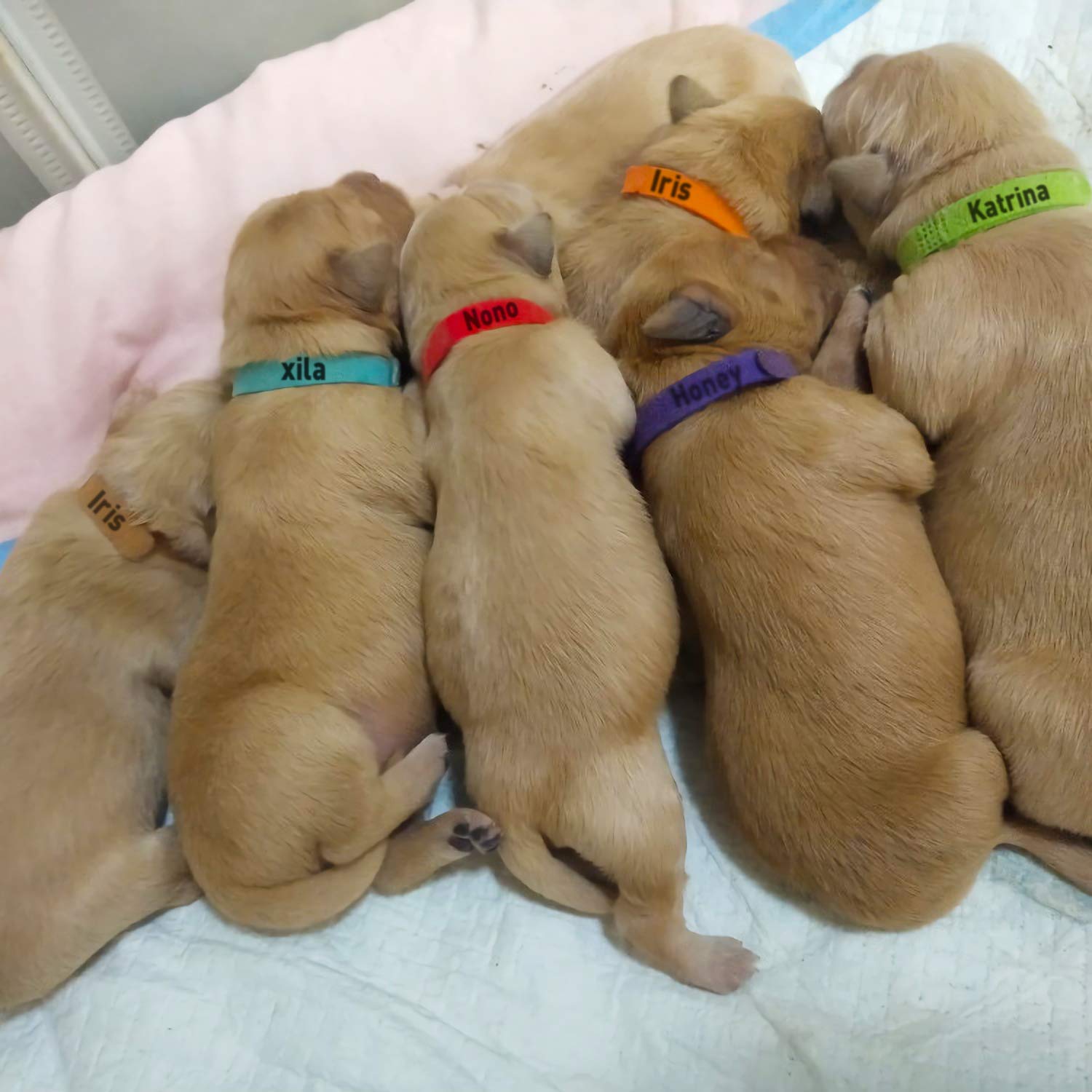 30 Pcs Puppy Whelping Collars Newborn Pet Collars Double-Sided Soft Adjustable Id Bands Puppy Collars For Litter Newborn Pet Dog