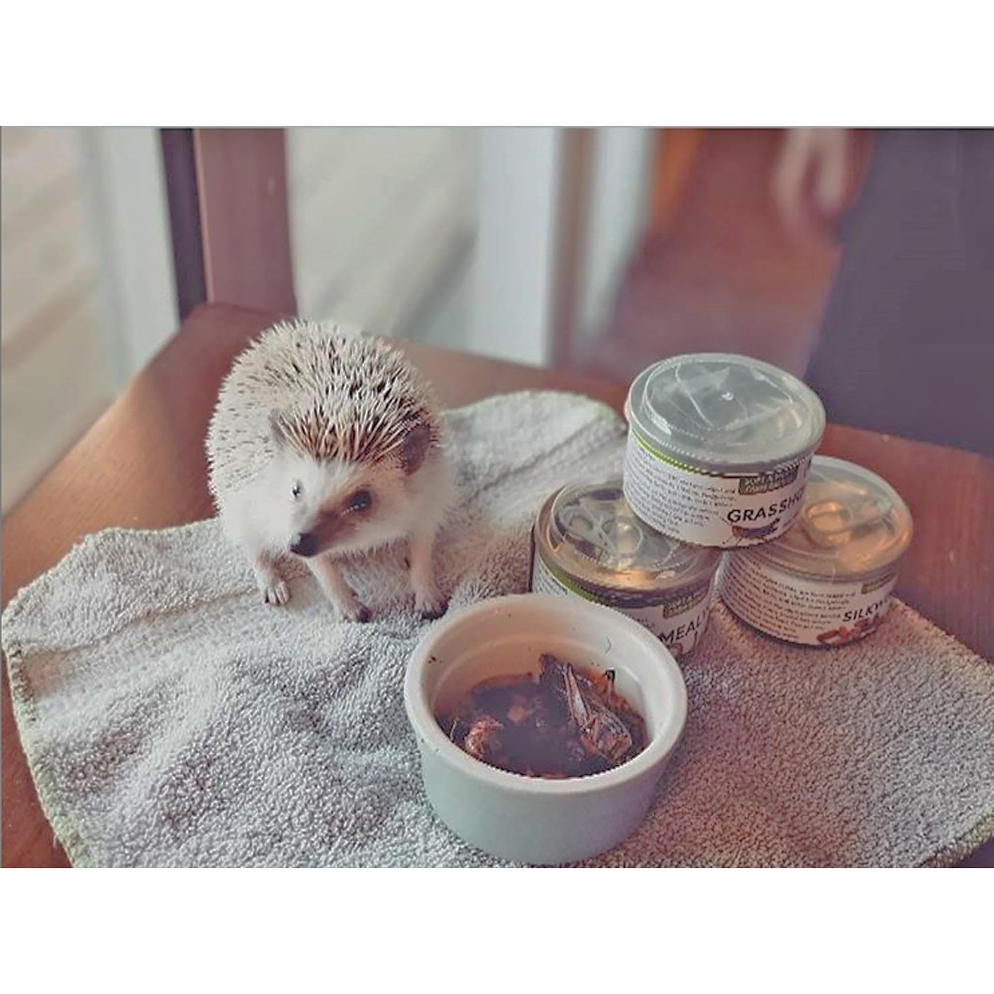 Canned Silkworms 1.2 oz (6 Pack) - Healthy High Protein Insect Treat - Hedgehogs, Sugar Gliders, Reptiles, Wild Birds, Chickens,