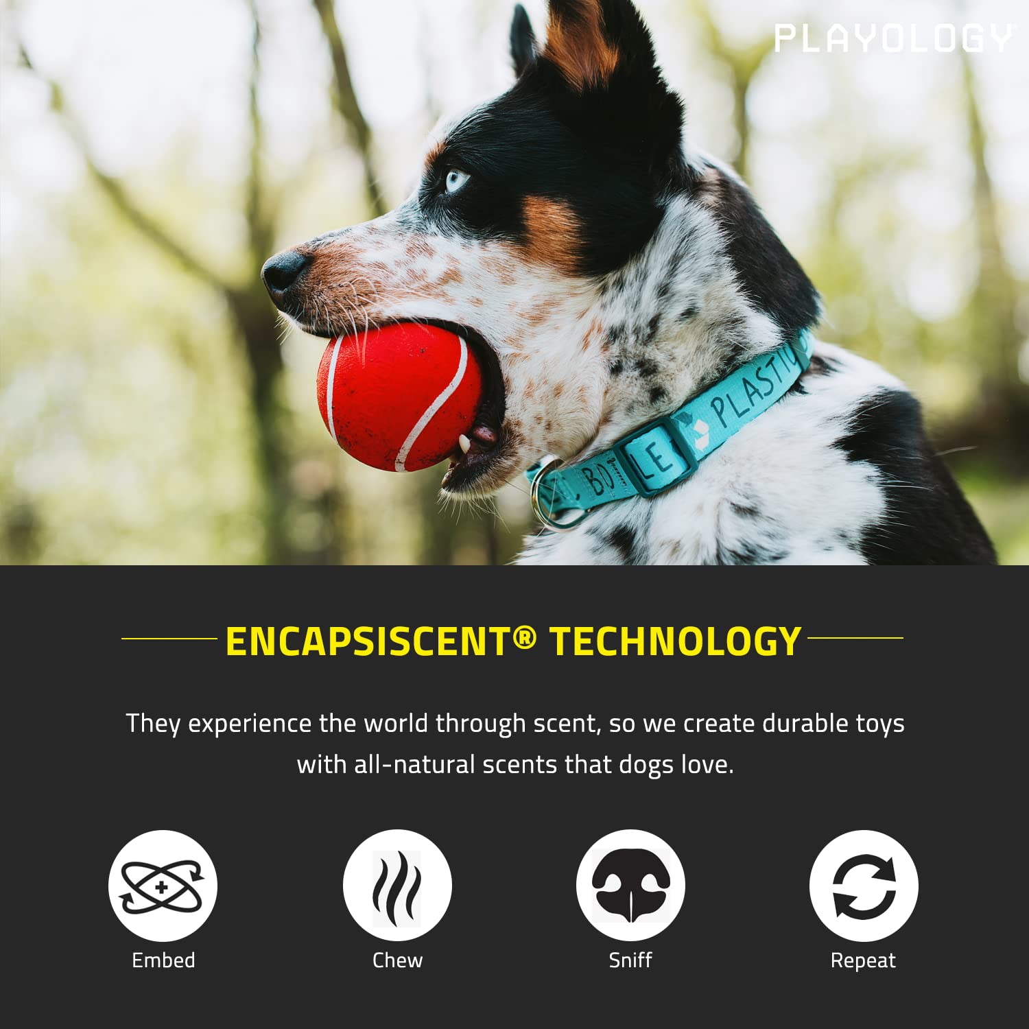 Playology Squeaky Chew Ball Dog Toy, for Extra Large Dogs (50lbs and Up) - for Heaviest Chewers - Engaging All-Natural Beef Scen