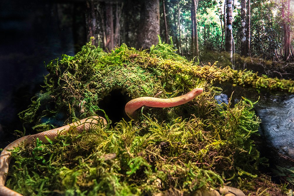 Galápagos (05346) Mossy Cave Hide, 4', Green