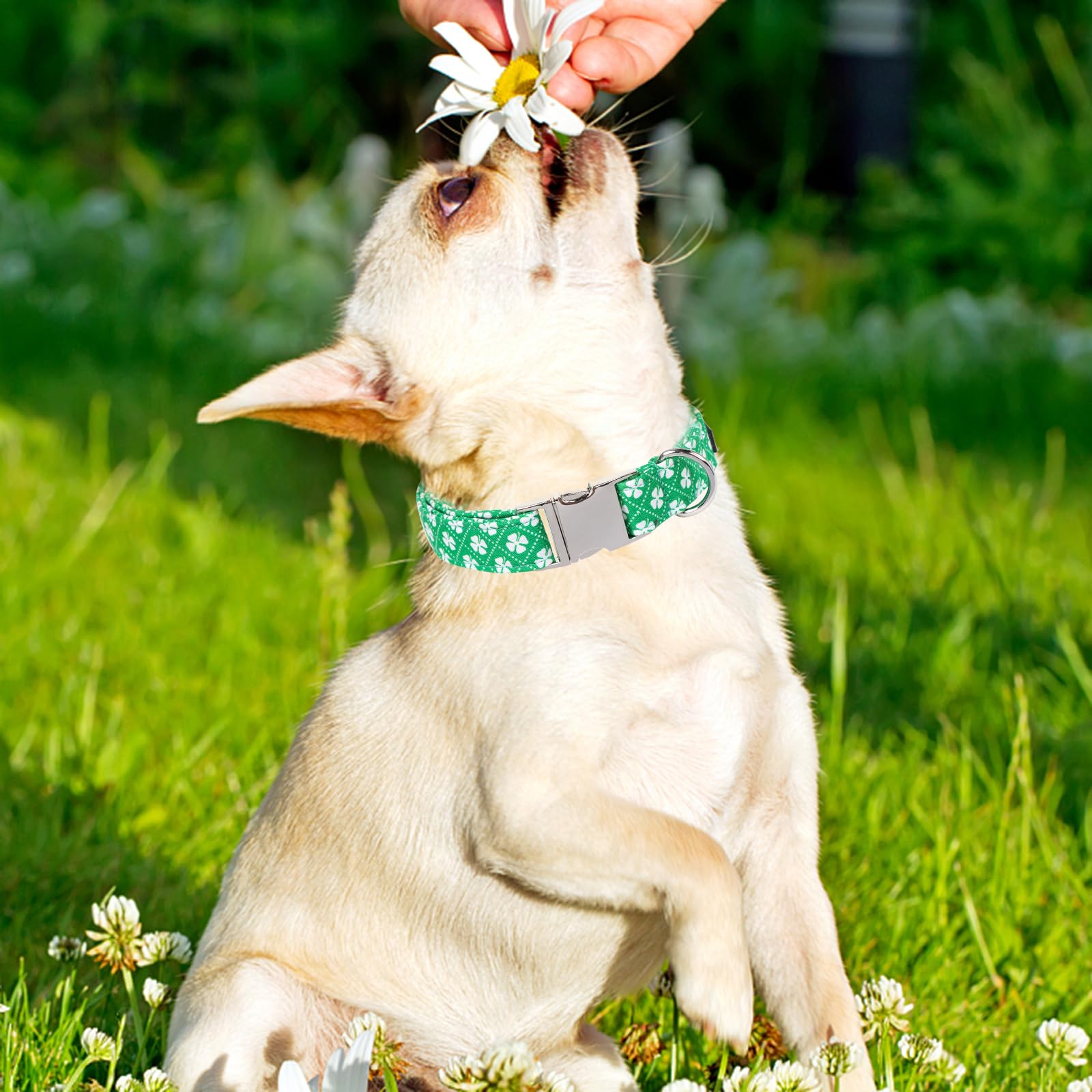 Maca Bates St Patricks Day Dog Collar Irish Clover Dogs Verdant Green Checkered Clovers Soft Adjustable Saint Patrick'S Shamrock