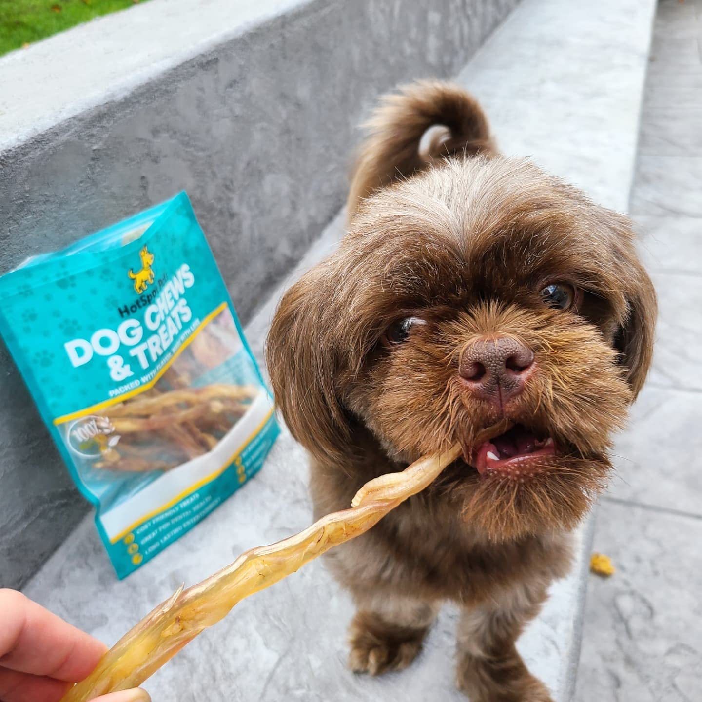 hotspot pets Beef Tendon Chews for Dogs (10 Pack) - 8 Inch All Natural, Free-Range, Grass-Fed Premium USDA Gambrol Beef Tendon S