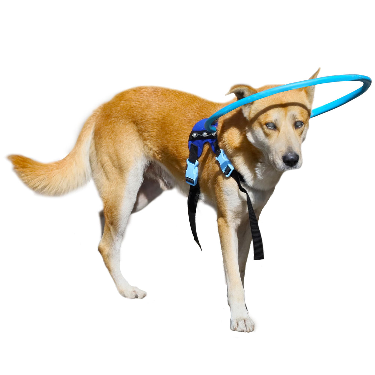 Letpetrun Blind Dog Halo Harness, Protective Halo Dog Collar For Blind Dogs, Confidence Building Harness Guiding Device, Blind D