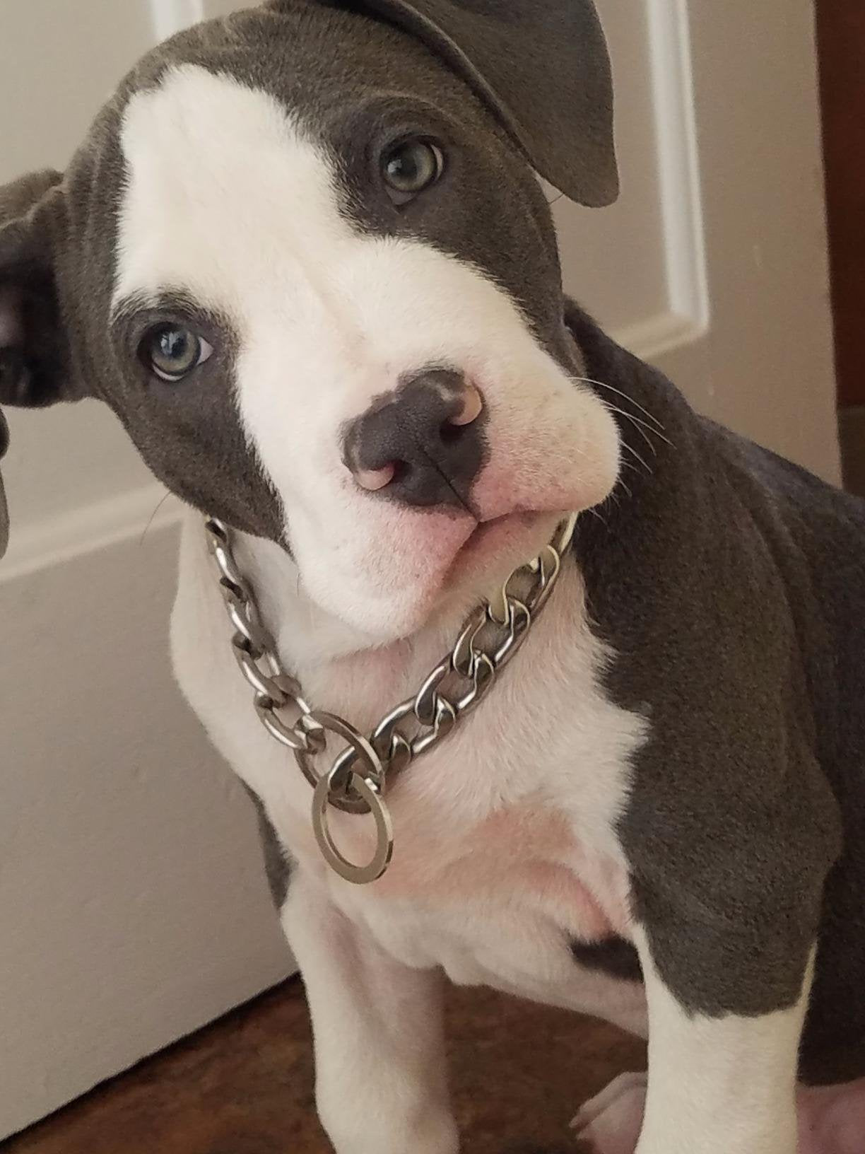 Gzmzc Dog Chain Collar 13/15/19Mm High Polished Stainless Steel Nk P Chain Cuban Link Strong Heavy Duty Chew Proof Walking Training Chain Leash Collar For Small Dogs(15Mm, 12')