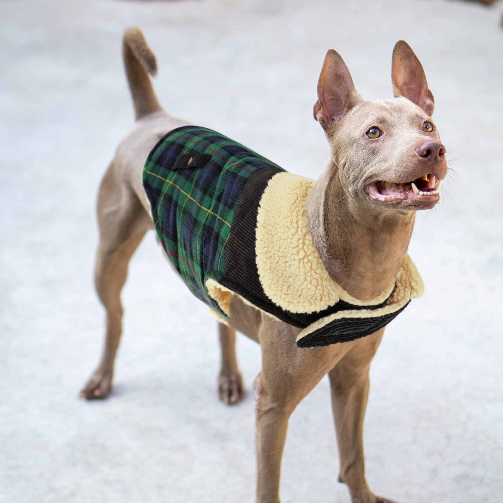 Preferhouse Winter Coat For Small And Medium Dogs, Puppy Plaid Jacket, Cotton Coat For Cold Weather, Windproof Warm Dog Garments, Pet Thickened Outfits Indoor Outdoor, Green Xs