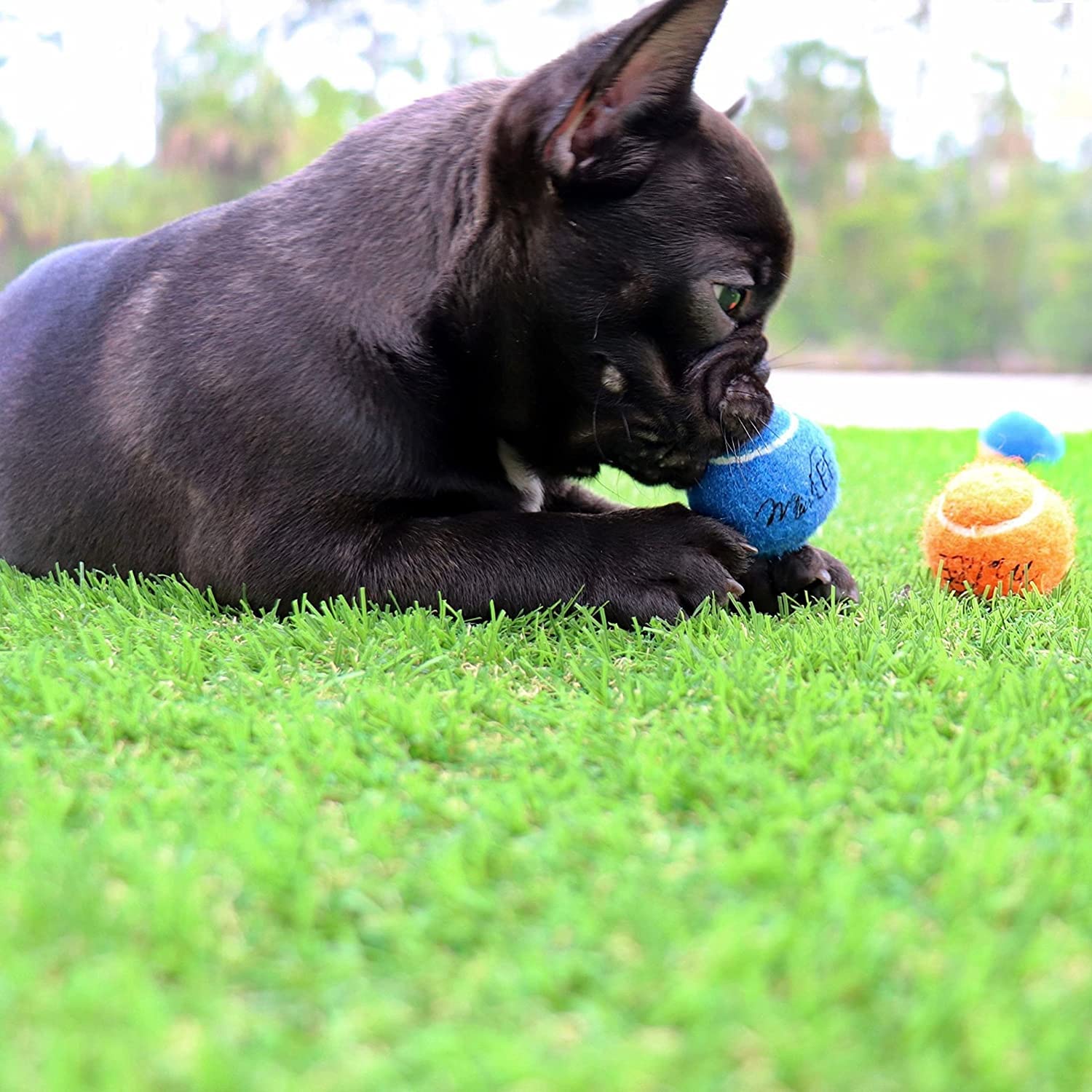 Midlee X-Small Dog Tennis Balls 1.5' Pack Of 12 (Solid, 1.5 Inch)