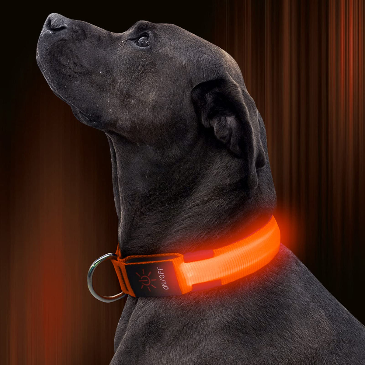 Illumifun Led Dog Collar, Usb Rechargeable Lighted Up Dog Collar, Adjustable Glowing Pet Safety Collar Light For Your Dogs Walking At Night (Orange, Medium)