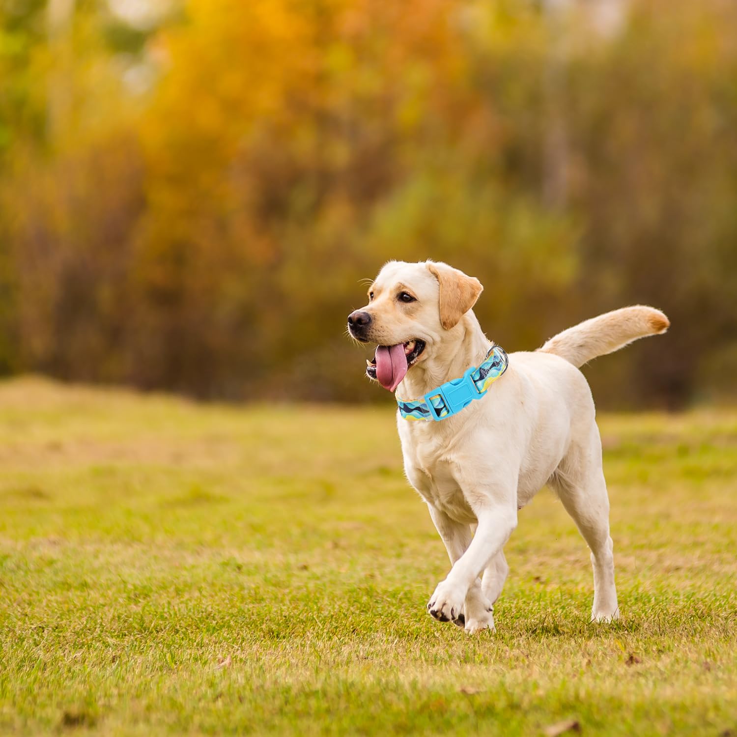 Boy Dog Collar For Small Dogs, Cute Blue Dog Collar With Sea Waves Pattern, Adjustable Heavy Duty Pet Buckle Collar For Xs Small