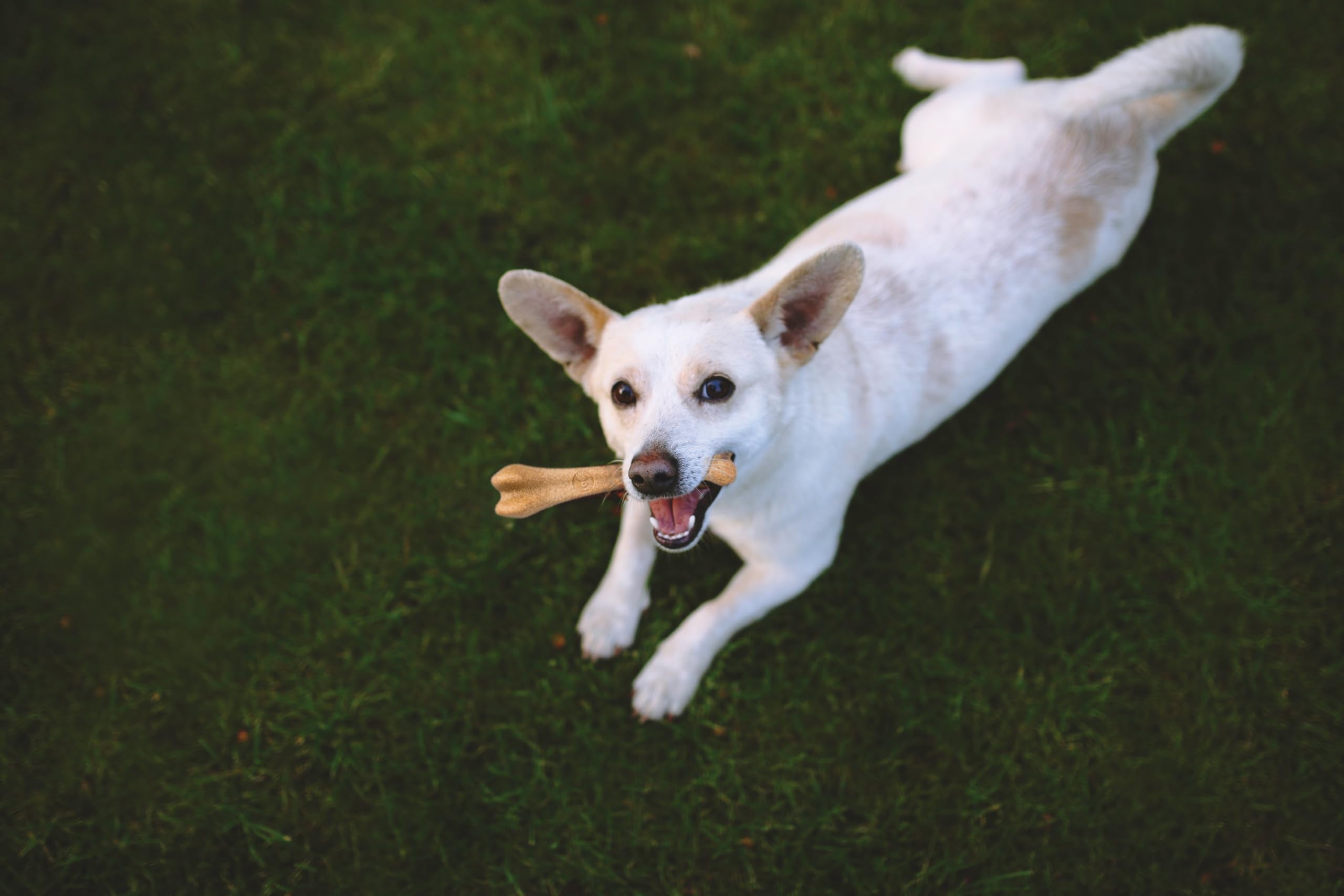 Spot Ethical Pets 54318 Bambone Bone Chicken Pet Chew Toys