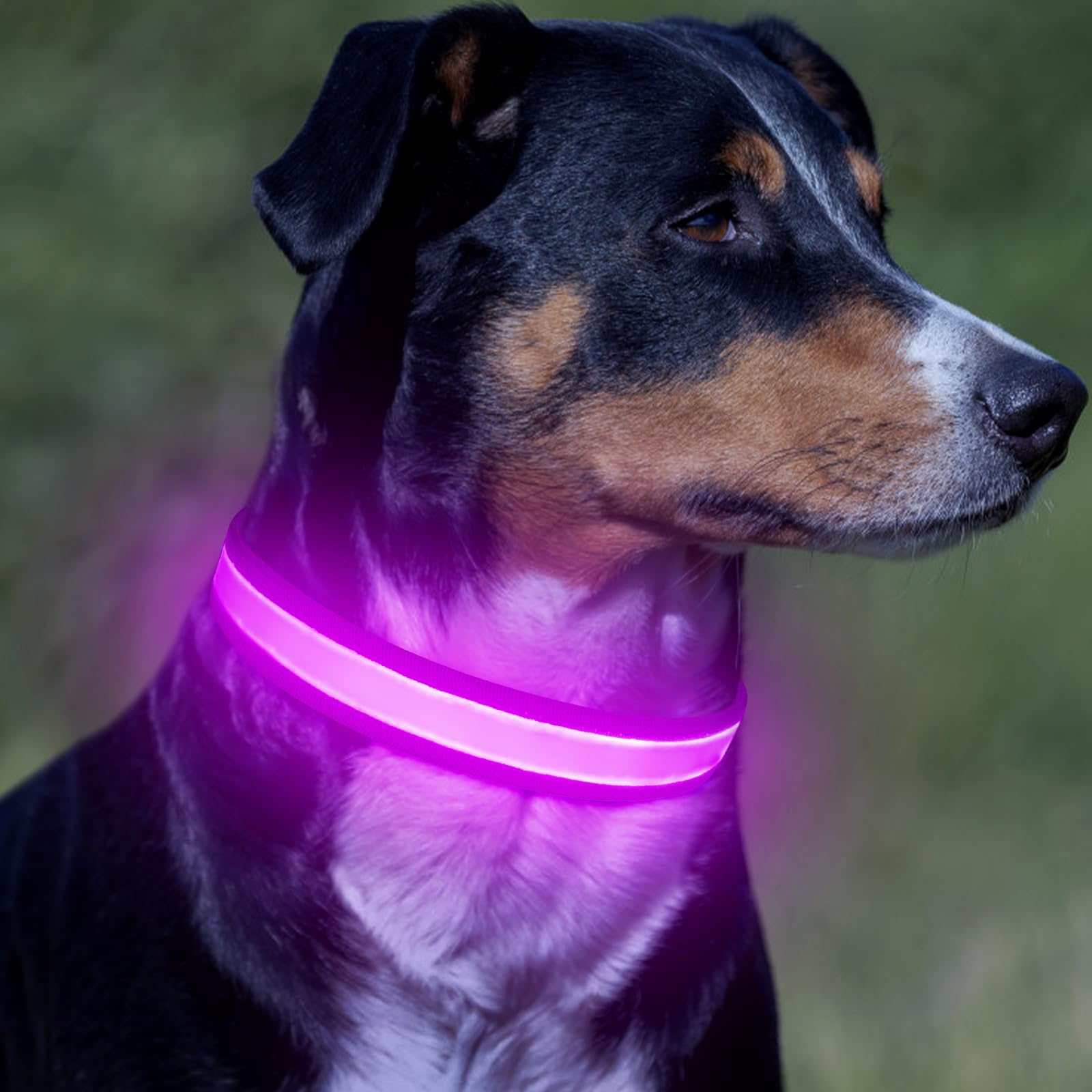 Vizpet Led Dog Collar, Light Up Dog Collar Adjustable Usb Rechargeable Super Bright Safety Light Glowing Collars For Dogs (Purpl