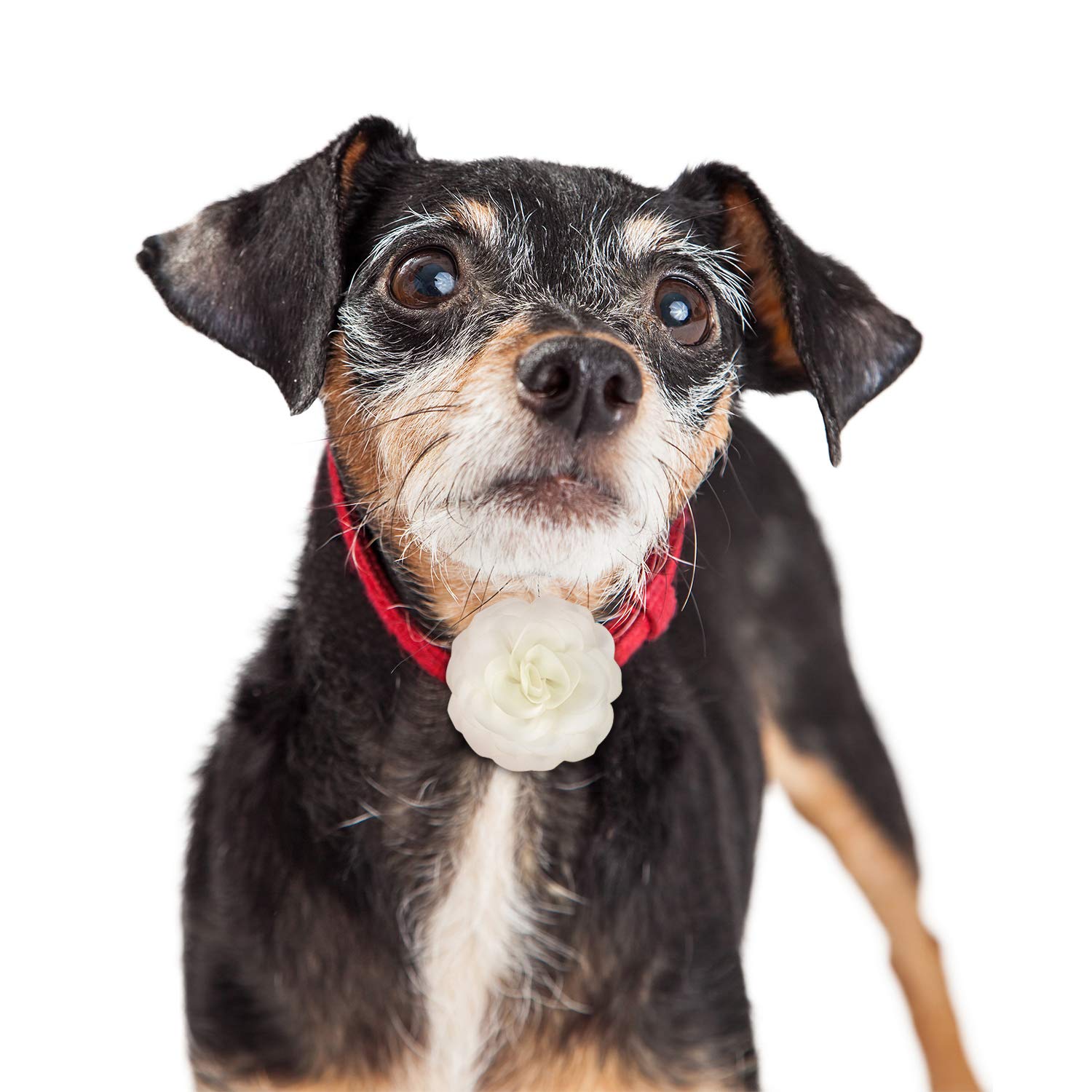 4 Pieces Dog Flower Bow Collar Multicolored Pet Bow Collar Dog Charms Flower Set For Puppy Dog Collar Cat Pet Grooming Accessories (Red, Rose Red, Light Pink, Milk White)