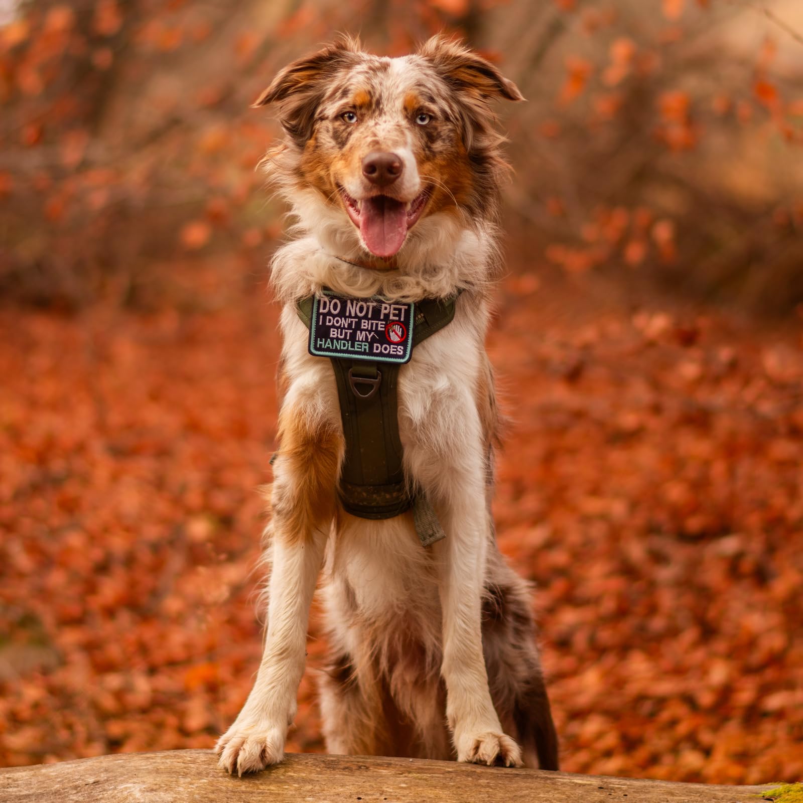 Rabbitgoo Dog Harness Medium Sized No Pull, Tactical Service Pet Vest With Molle And Control Handle, Adjustable And Reflective M