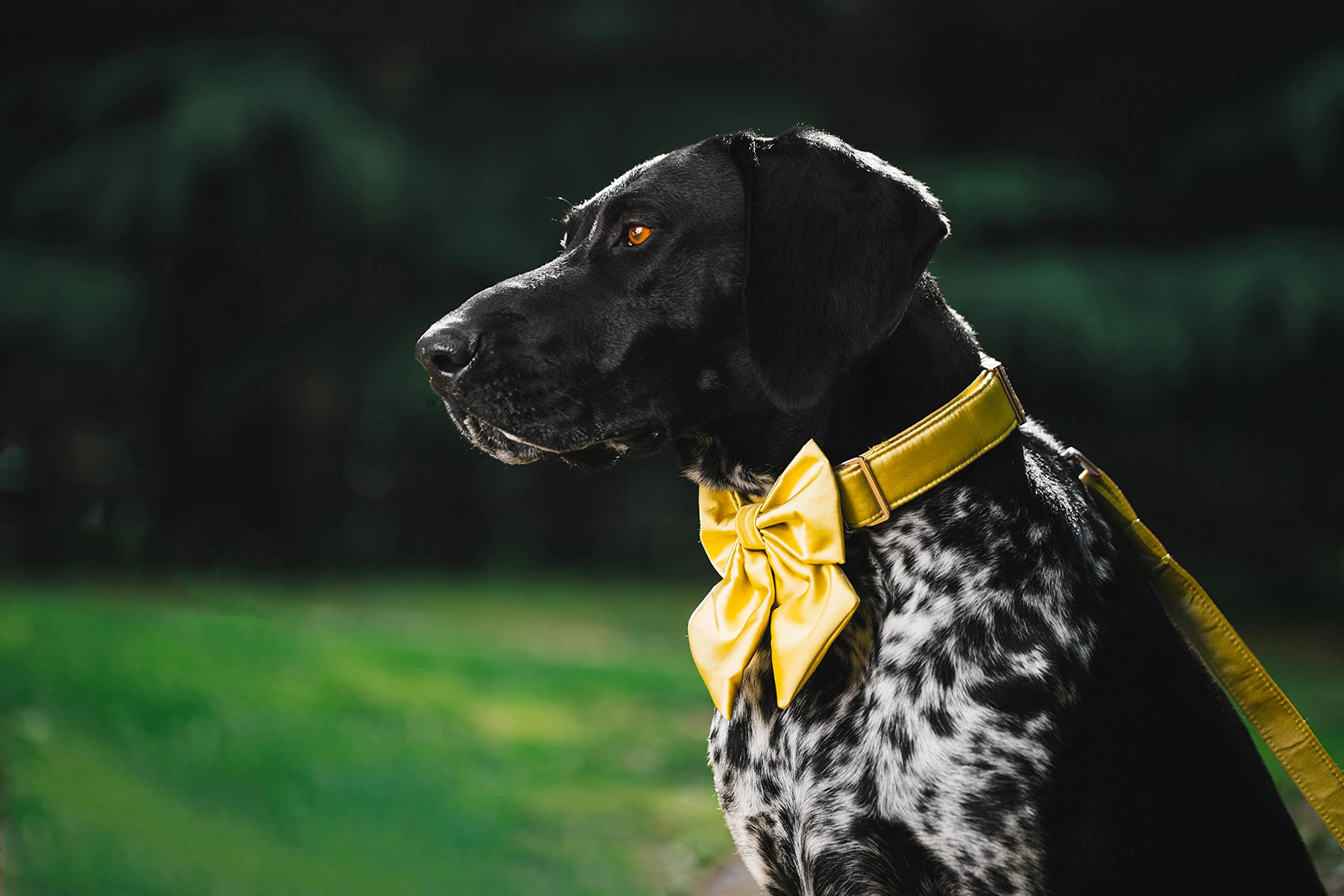 Unique Style Paws Silk Yellow Color Dog Collar Adjustable Durable Dog Collar With Bow Wedding Bow Tie Dog Collar For Small Puppy And Cats