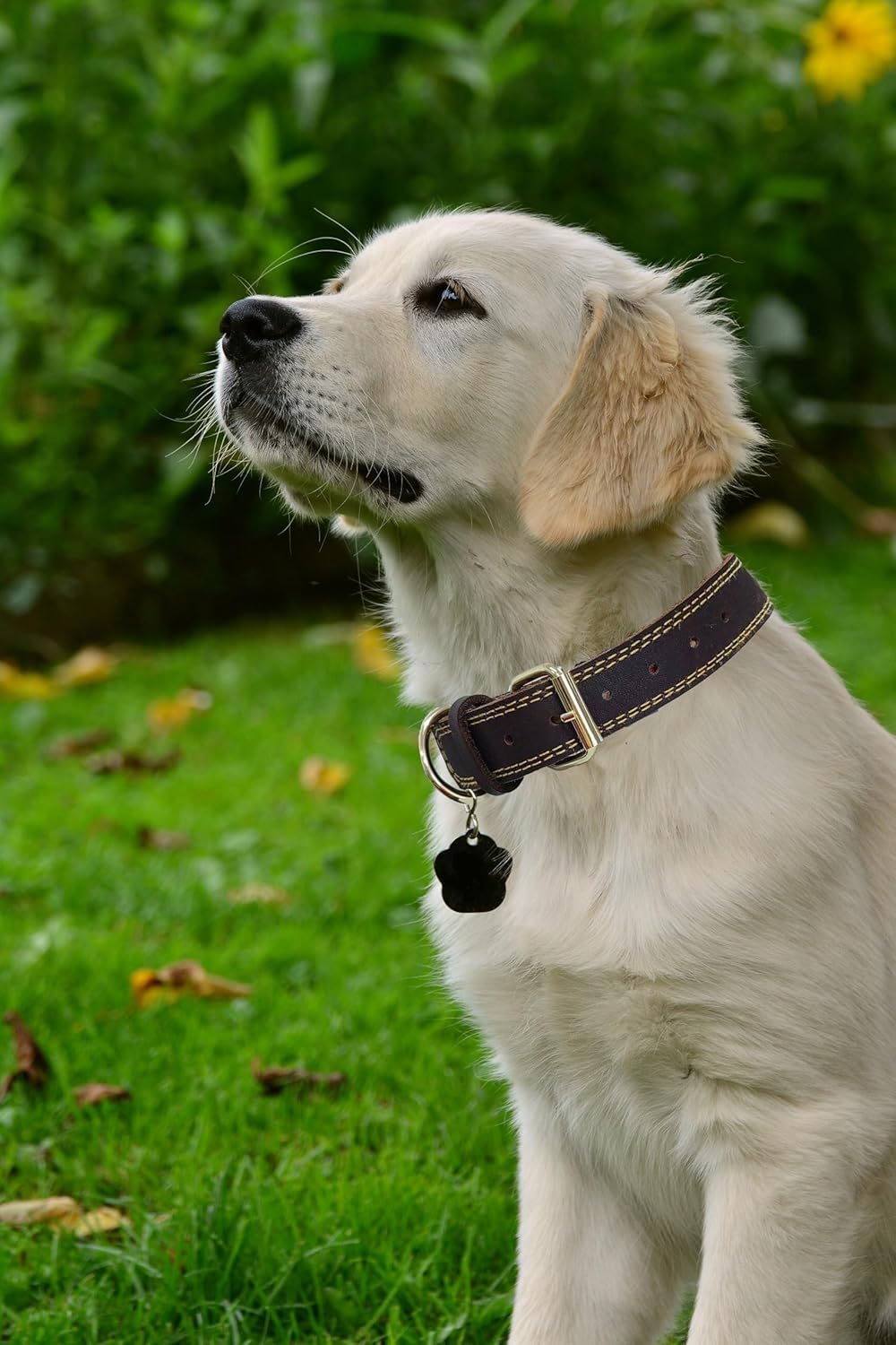 Lwbmg Leather Dog Collar,Heavy Duty Dog Collar,Leather Dog Collar For Small Dogs,Soft And Strong Leather Adjustable Dog Collar F