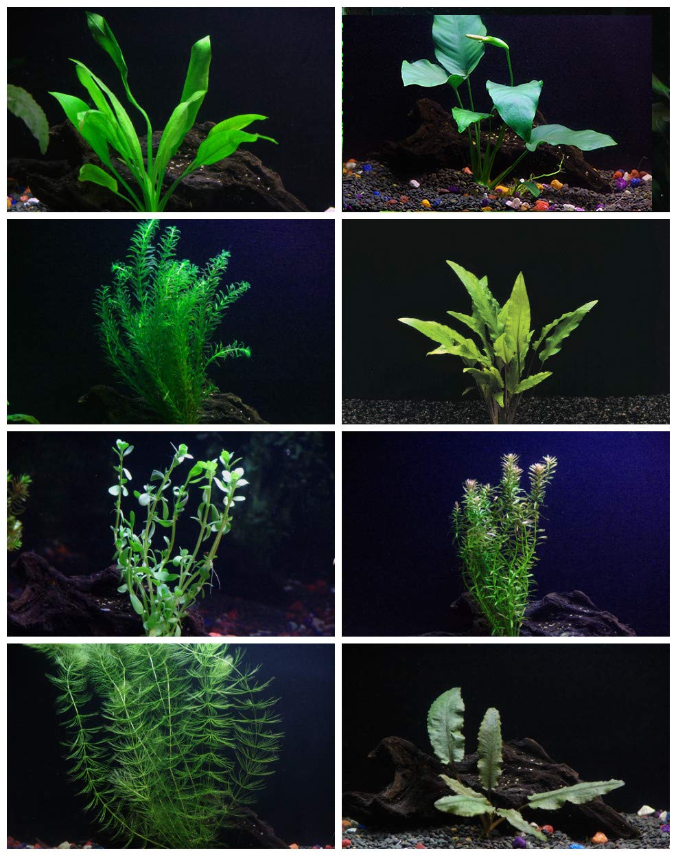 30+ Stems - 8 Species - - Anacharis, Amazon, Rotala, Ludwigia and More!