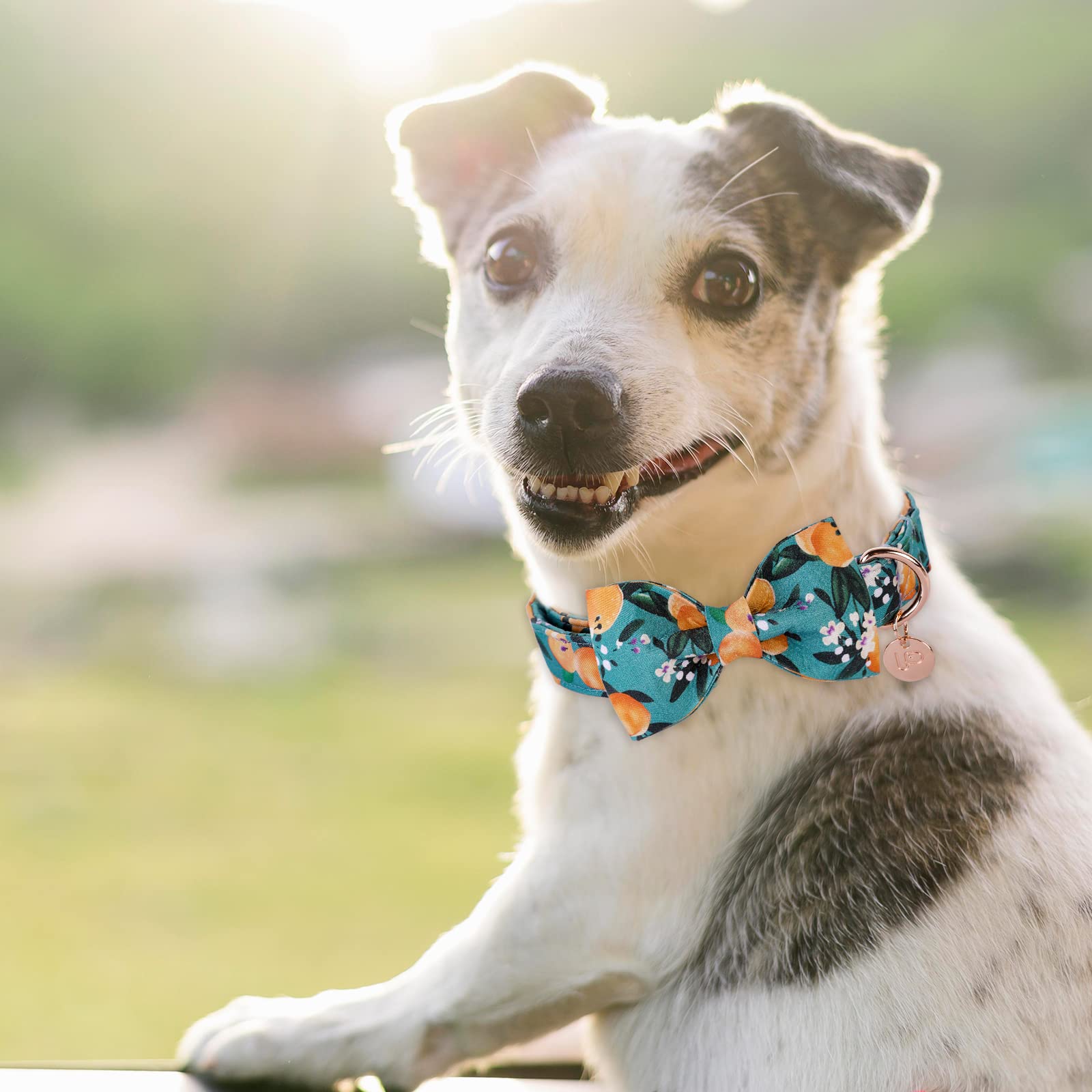 Up Urara Pup Dog Collar With Bow Tie, Durable Comfortable Cotton Bowtie Collar With Metal Buckle For Puppy Girl Boy Dog Or Cat,