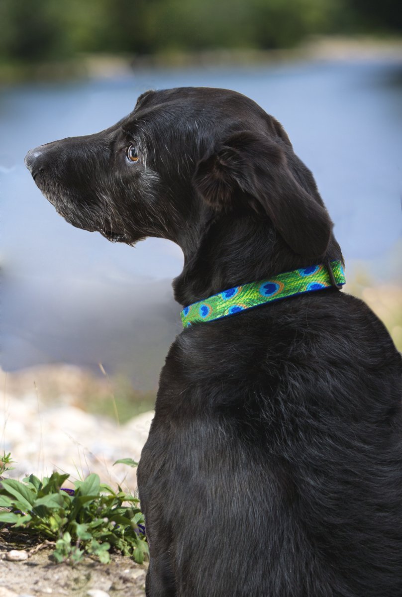 DOG COLLAR 12-20ADJ TLFR (Pack of 1)