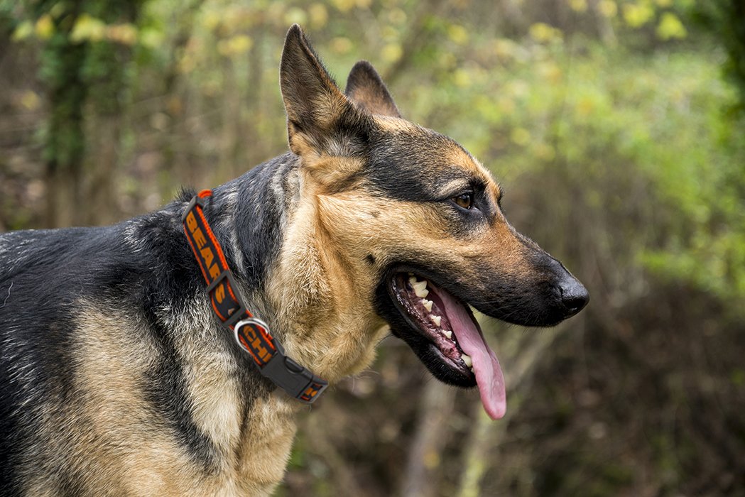 Pets First PET COLLAR - Chicago Bears Cat & Puppy Collar, Small
