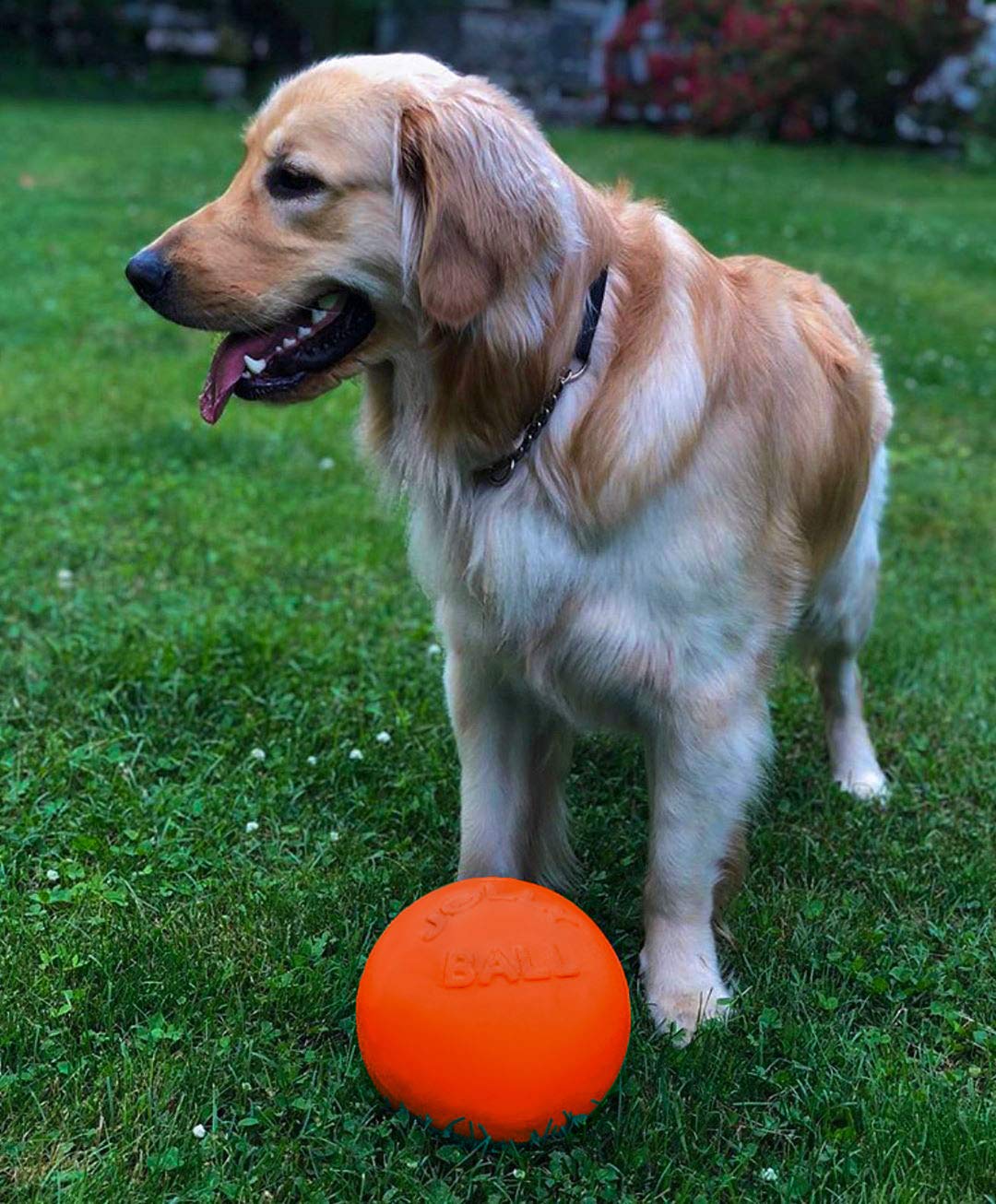 Jolly Pets Bounce-N-Play Dog Toy Ball, 8 Inches/Large, Orange, (Model: 2508 Or)