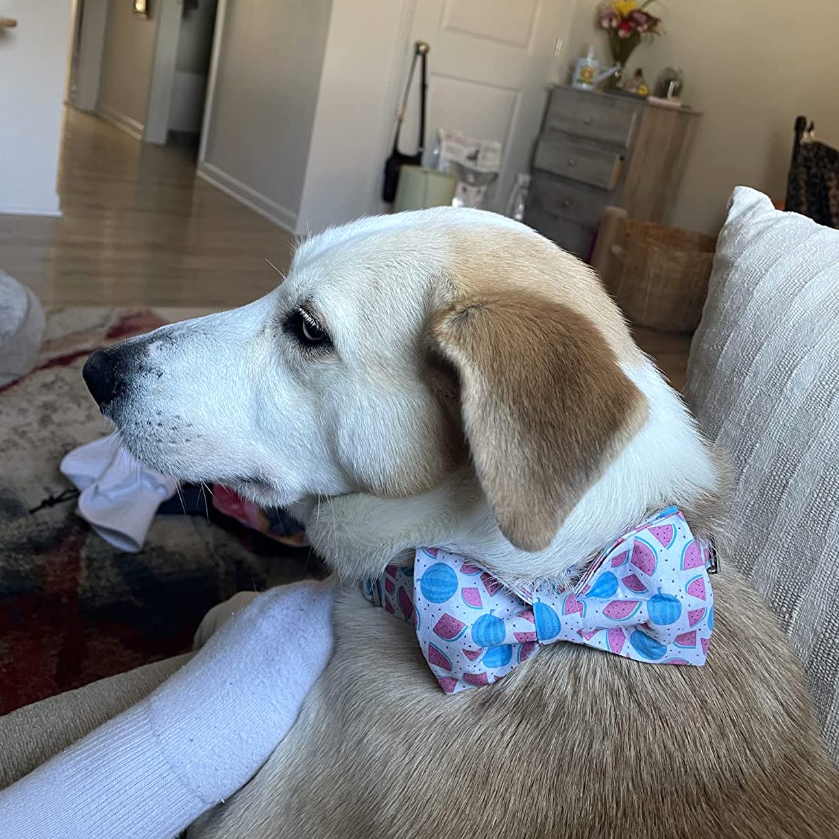 Up Urara Pup Bow Tie Dog Collar, Durable Comfortable Cotton Cute Dog Collar With Bowtie For Large Dog Girl Boy, Summer Dog Colla