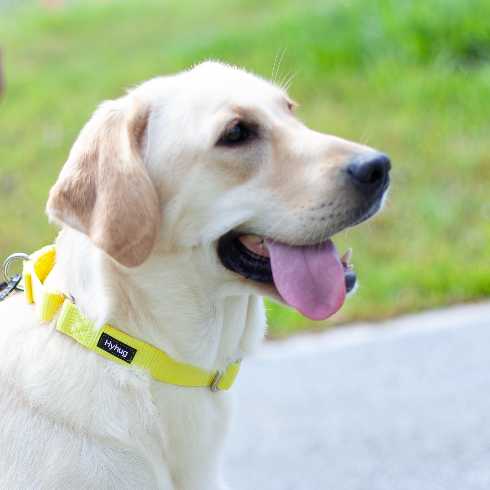 Hyhug Pets Premium Upgraded Heavy Duty Nylon Anti-Escape Medium Martingale Collar for Boy and Girl Dogs Comfy and Safe - Profess