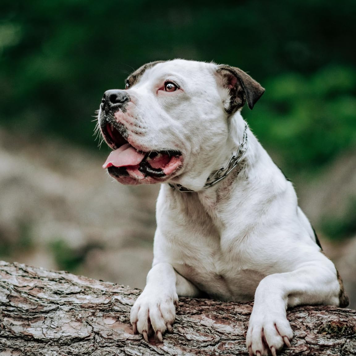 Herm Sprenger Ultra-Plus Prong Dog Training Collar With Latch, 2.25Mm X 12-Inches (1-Unit)