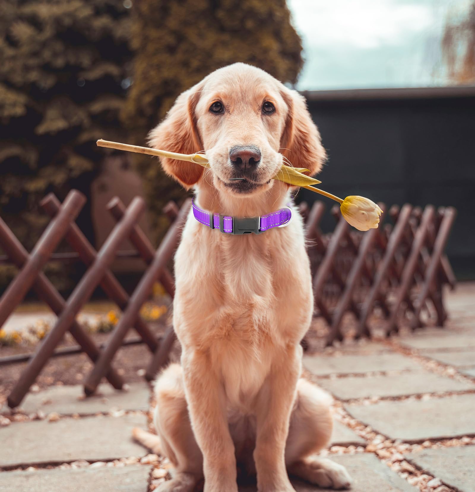 Small Dog Collar, Reflective Pet Collar With Buckle Adjustable Safety Nylon Collars For Small Medium Large Dogs, Purple