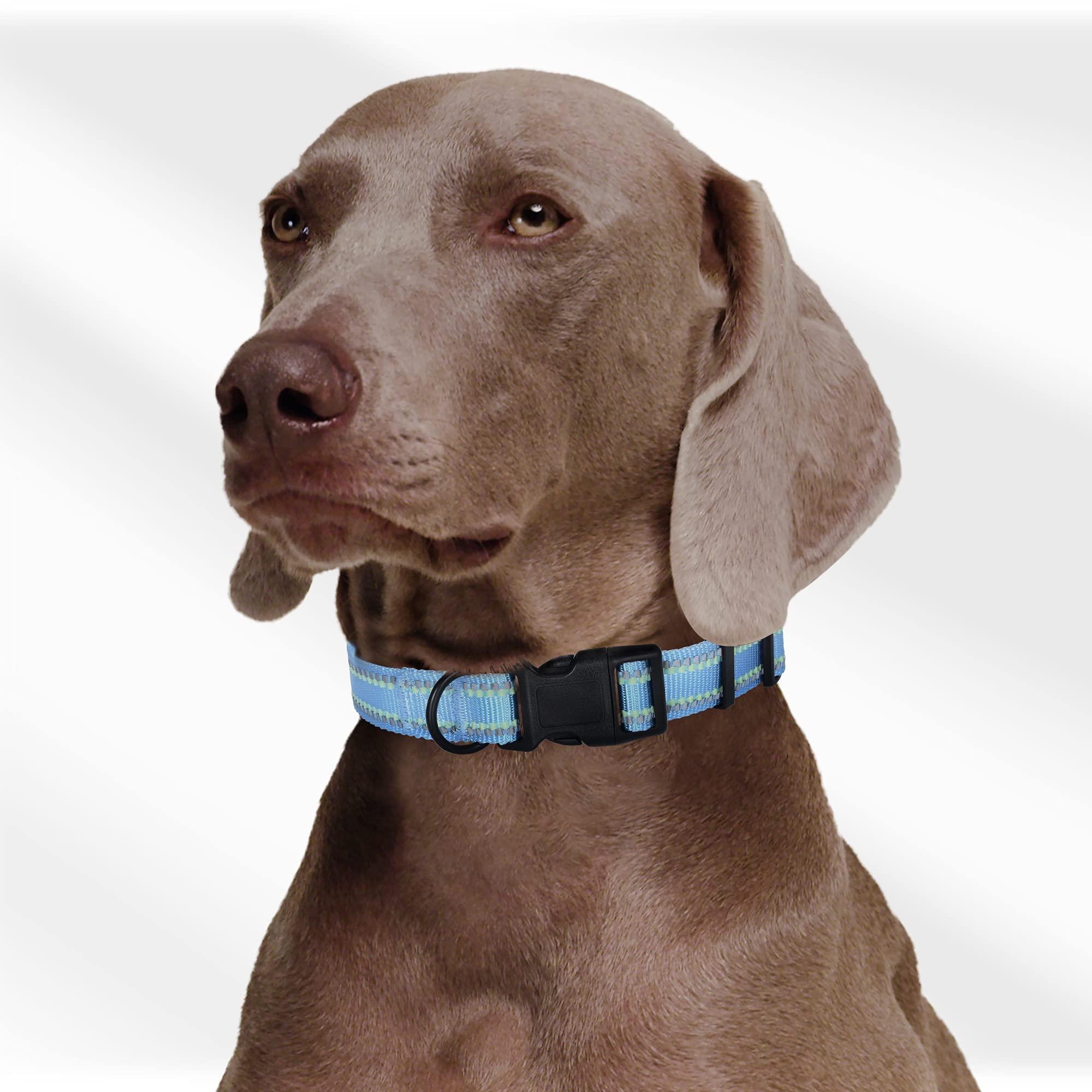Mile High Life | Nylon Night Light Glow Collar For Medium Dogs | Reflective Band Cat Collar | Fluorescence Self-Luminescence Strap Puppy Collar | Safe Night Walk Collars For Dogs (Blue, M)