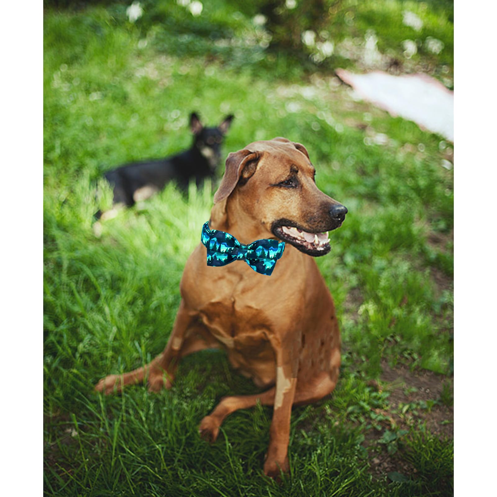 Lionheart Glory Dog Bow Collar Green Spring Summer Cute Collars For Small Dogs, Soft Duty Adjustable Dog Collar With Bowtie Pet